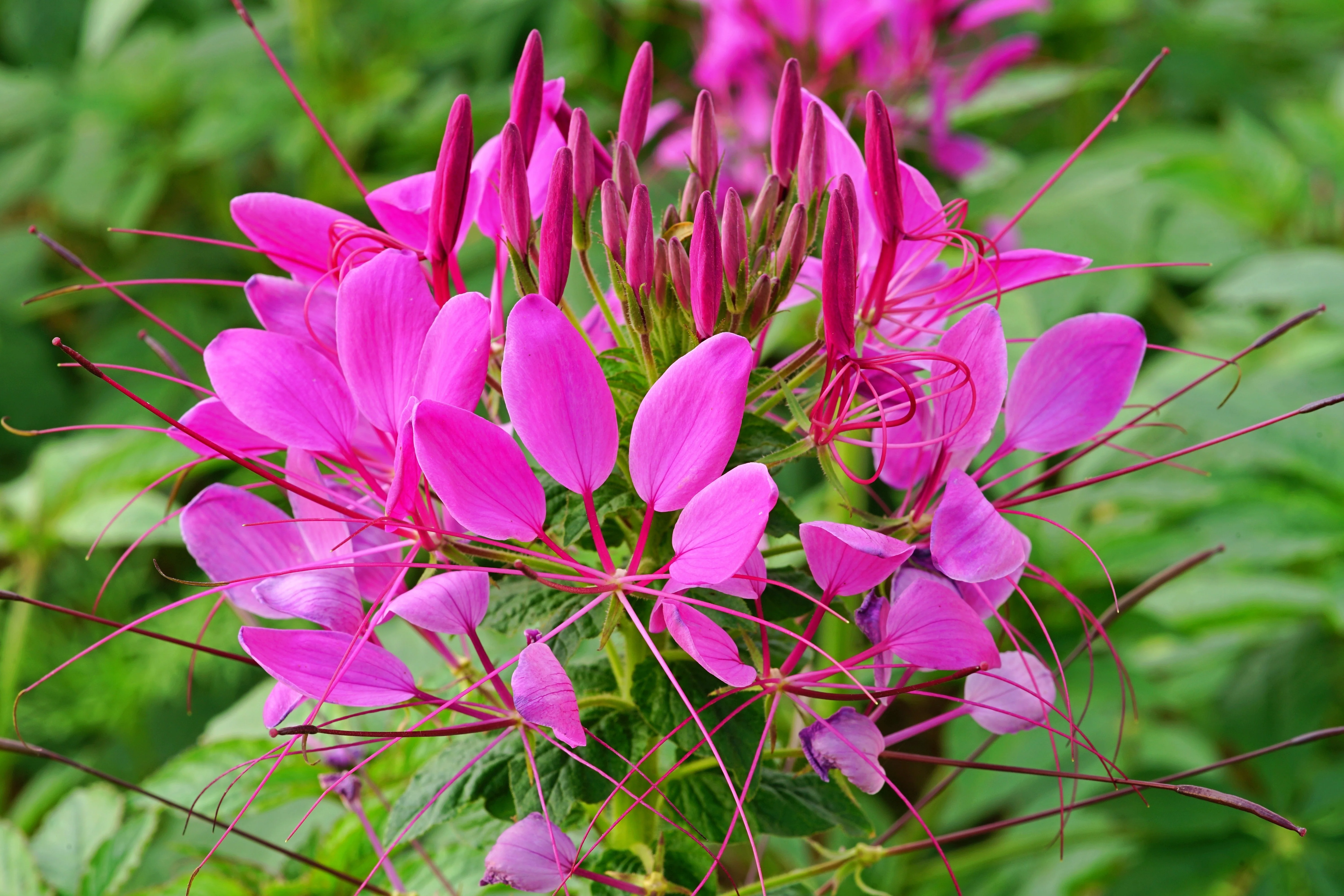 200 MAUVE QUEEN CLEOME Spinosa Hassleriana Purple Pink Spider Flower Seeds - Image 7