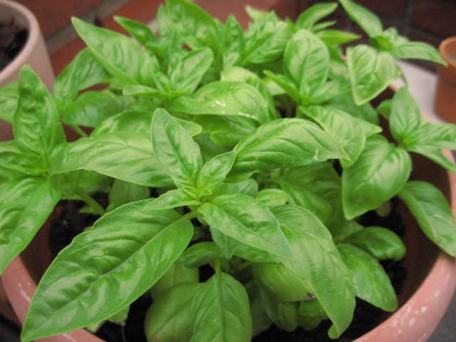 200 MOZZARELLA BASIL Sweet Italian Heirloom Ocimum Basilicum Herb Flower Seeds - Image 5