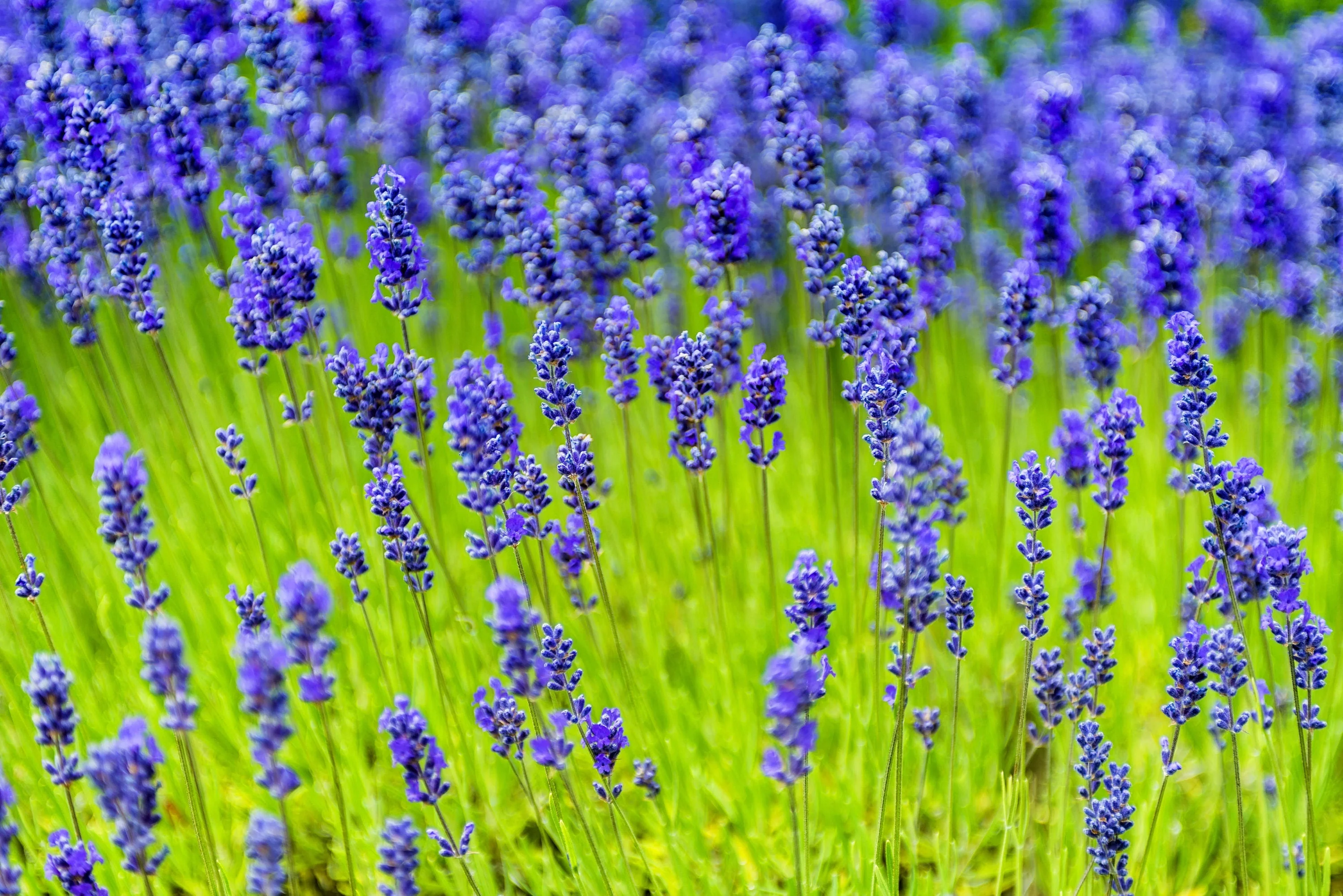 200 MUNSTEAD LAVENDER Blue English Lavandula Angustifolia Munstead Fragrant Purple Flower Herb Seeds - Image 5