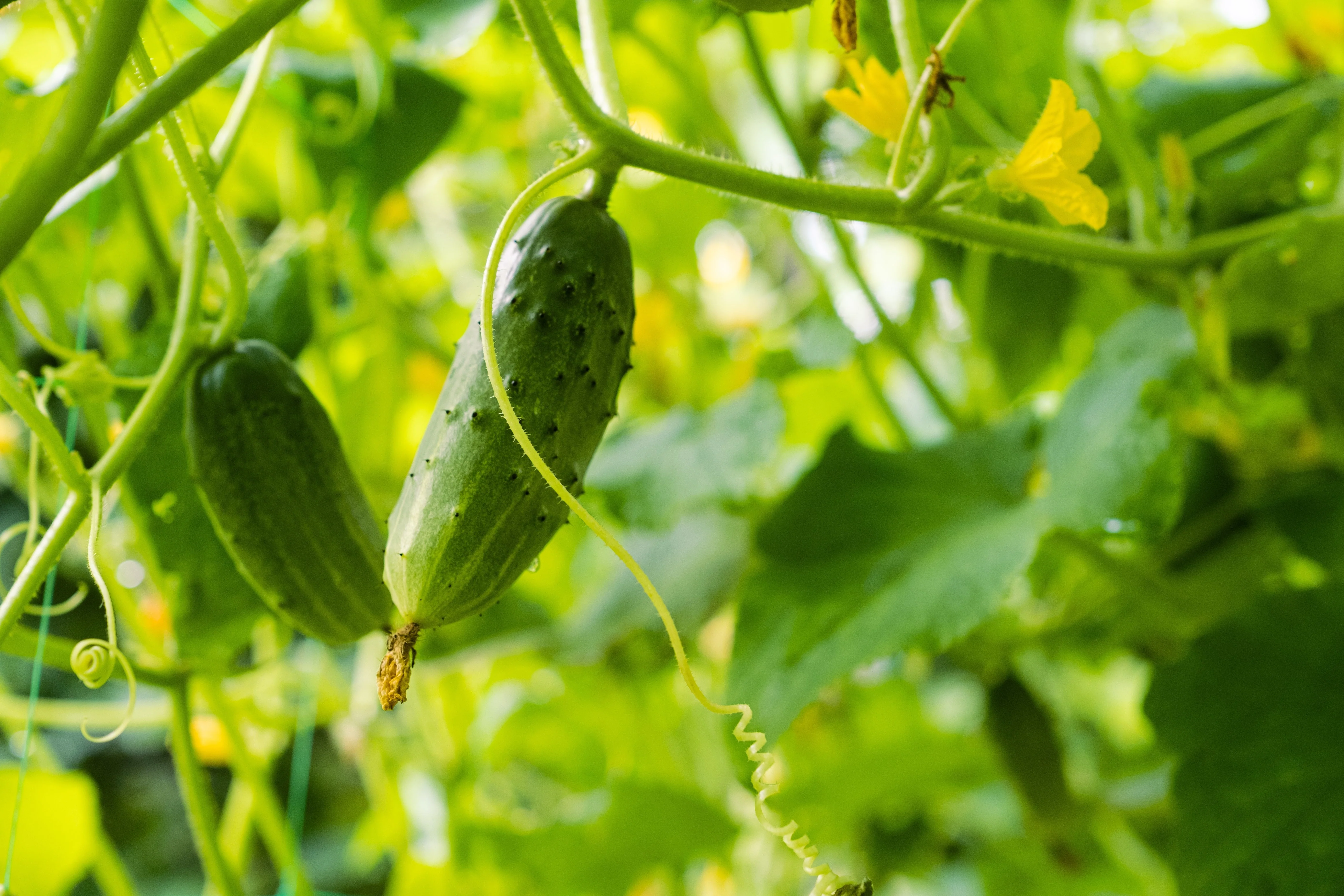 200 NATIONAL PICKLING CUCUMBER Fruit Cucumis Sativus Seeds - Image 3