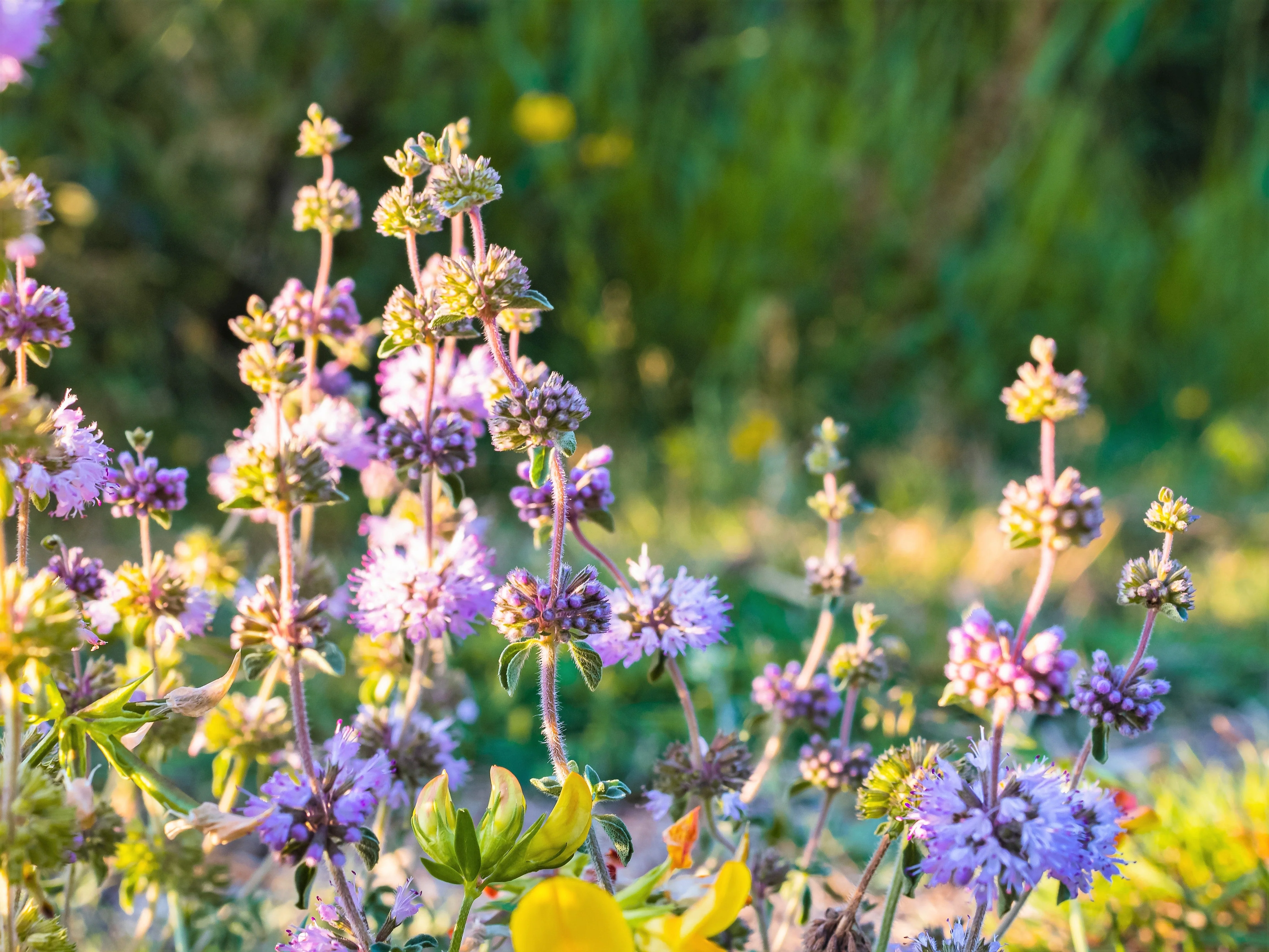 200 PENNYROYAL Mint Mentha Pulegium Herb Purple Flower Seeds - Image 10