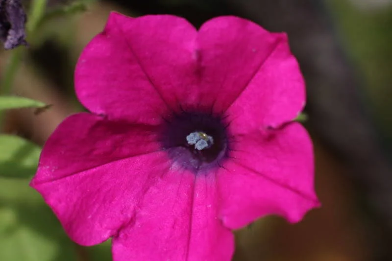 200 Pink LAURA BUSH PETUNIA Violacea Perennial Frilled Trumpet Flower Seeds - Image 5