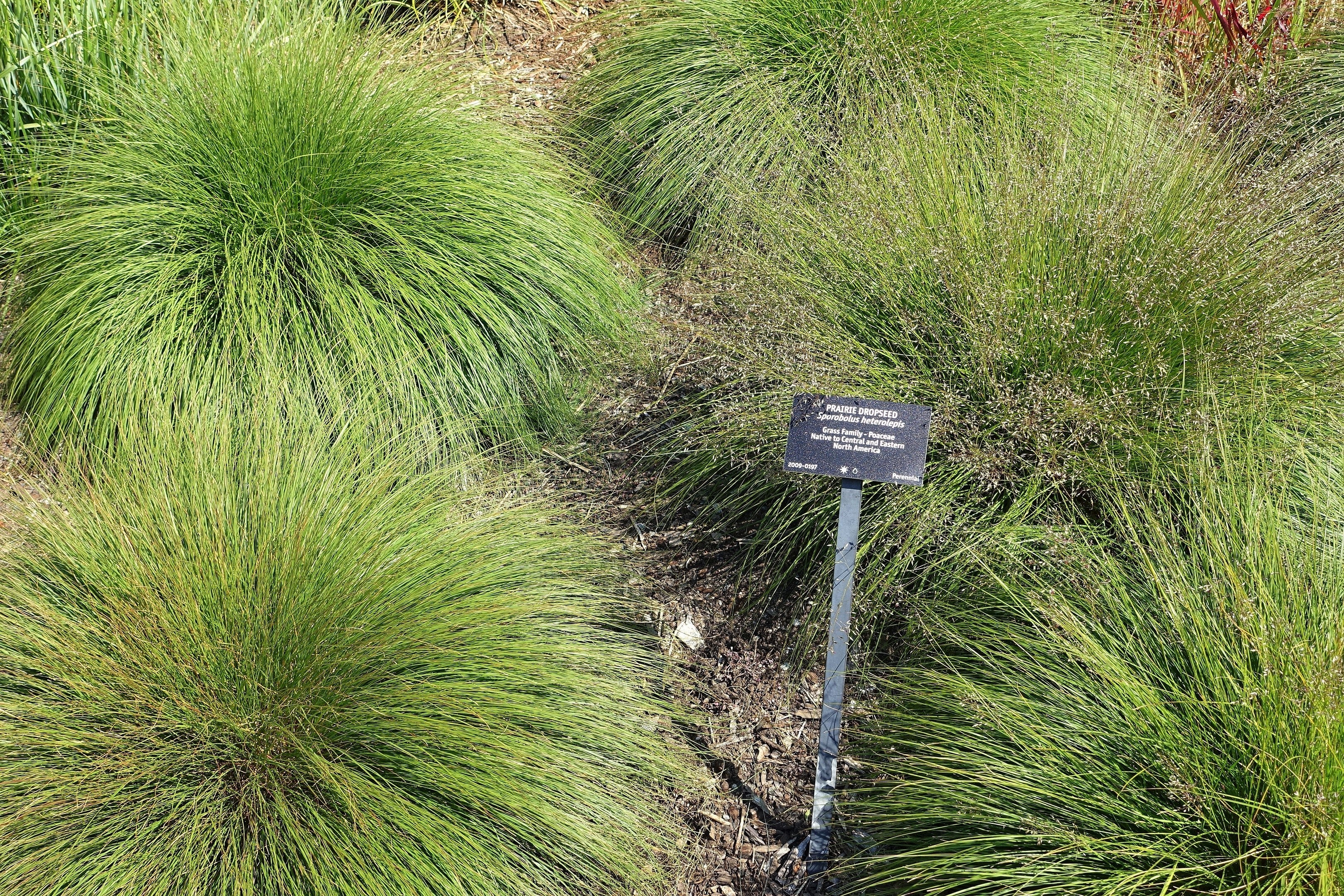 200 PRAIRIE DROPSEED Ornamental Native Grass Sporobolus Heterolepis Seeds - Image 8