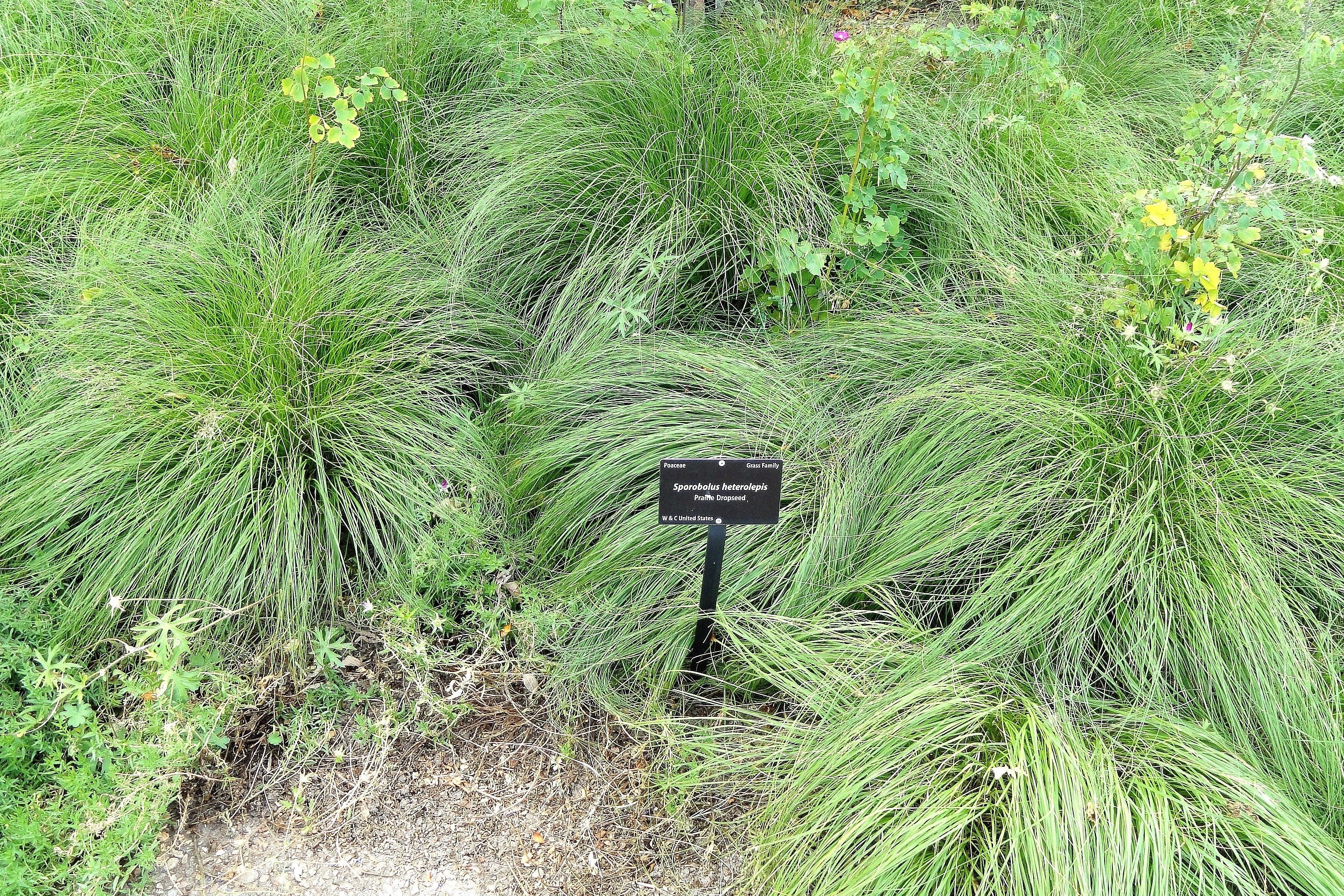 200 PRAIRIE DROPSEED Ornamental Native Grass Sporobolus Heterolepis Seeds - Image 9