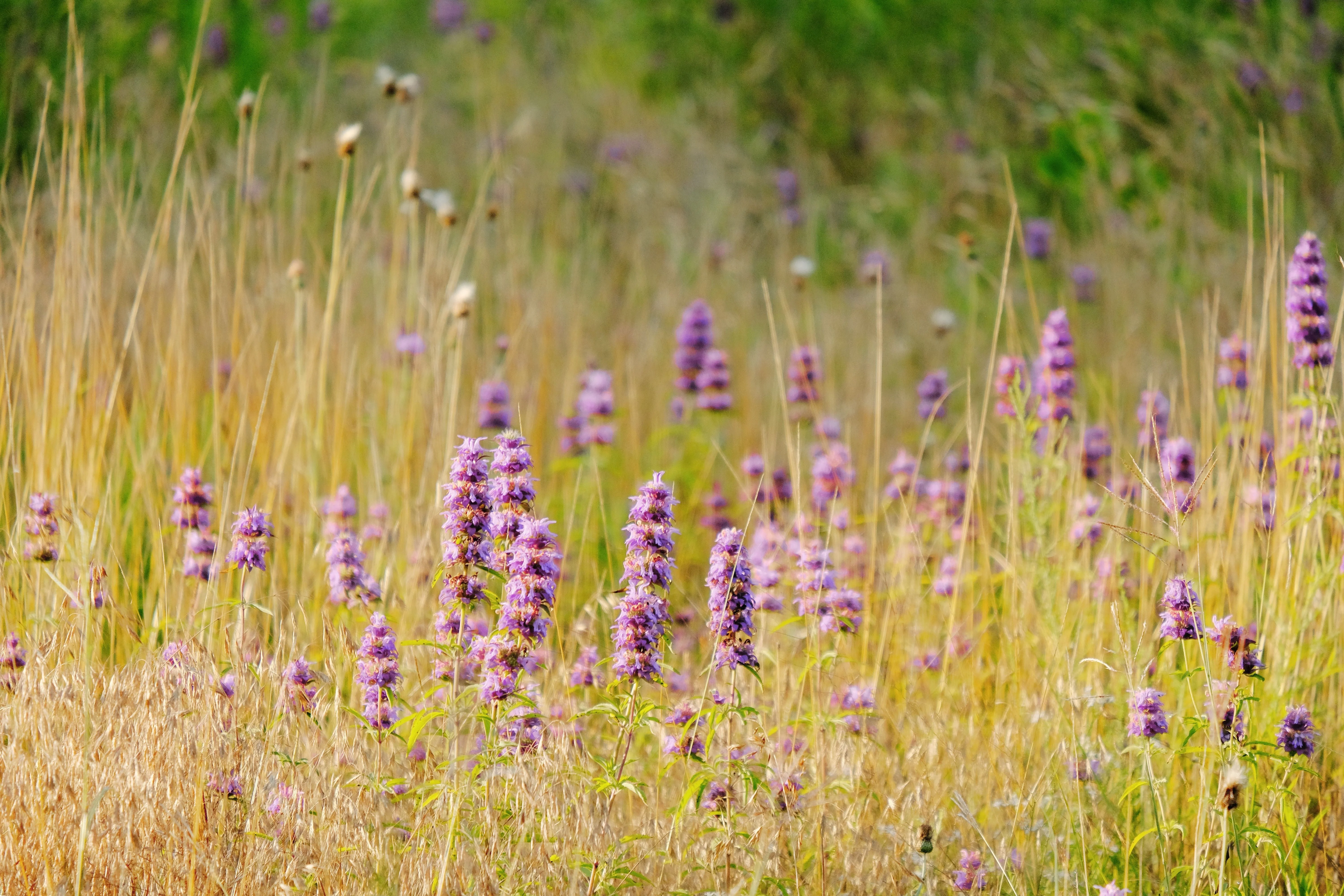 200 PURPLE WOOD MINT Blephilia Ciliata Downy Pagoda Horsemint Herb Flower Seeds - Image 5