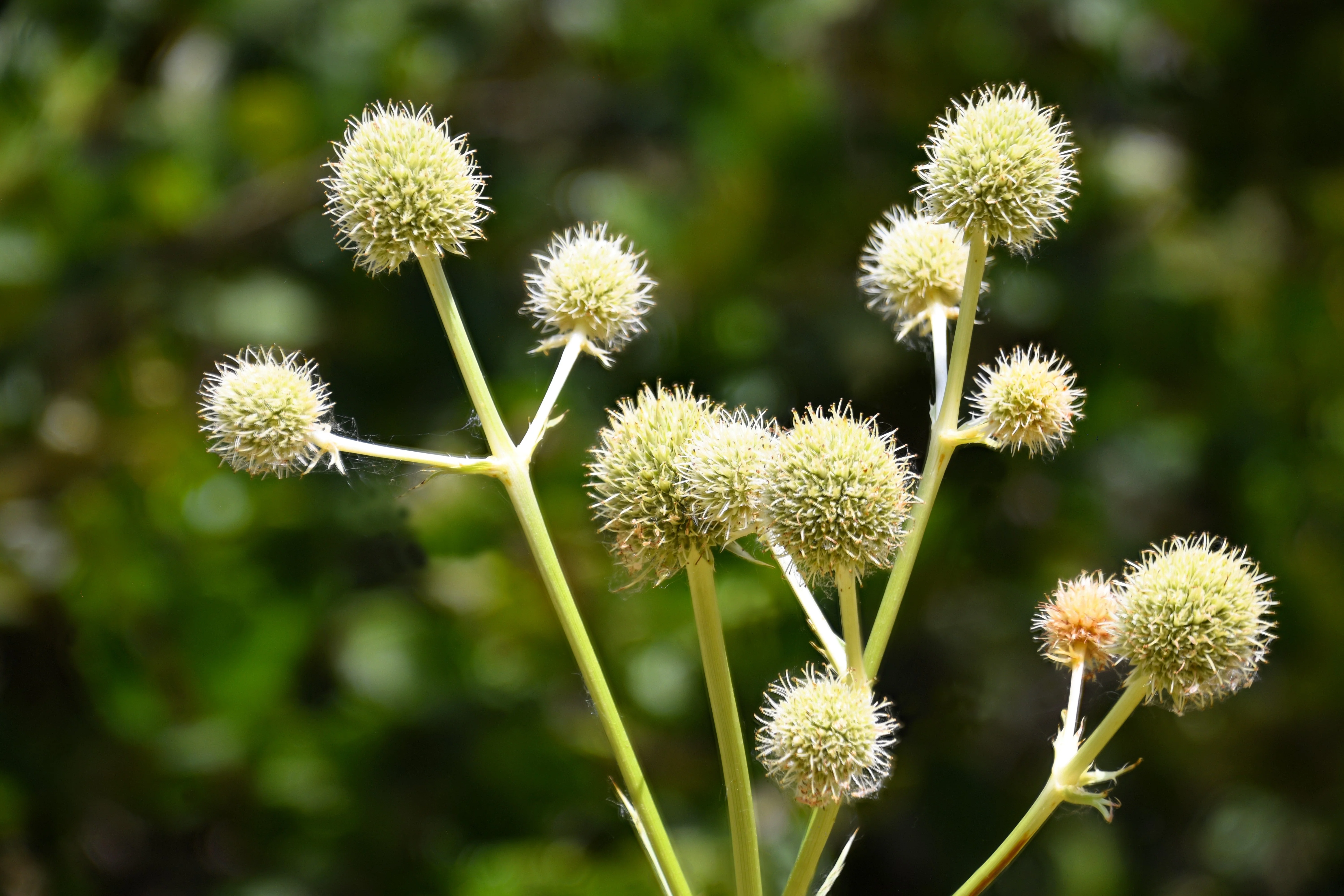 200 RATTLESNAKE MASTER / Button Snakeroot Eryngium Yuccifolium Flower Seeds - Image 10