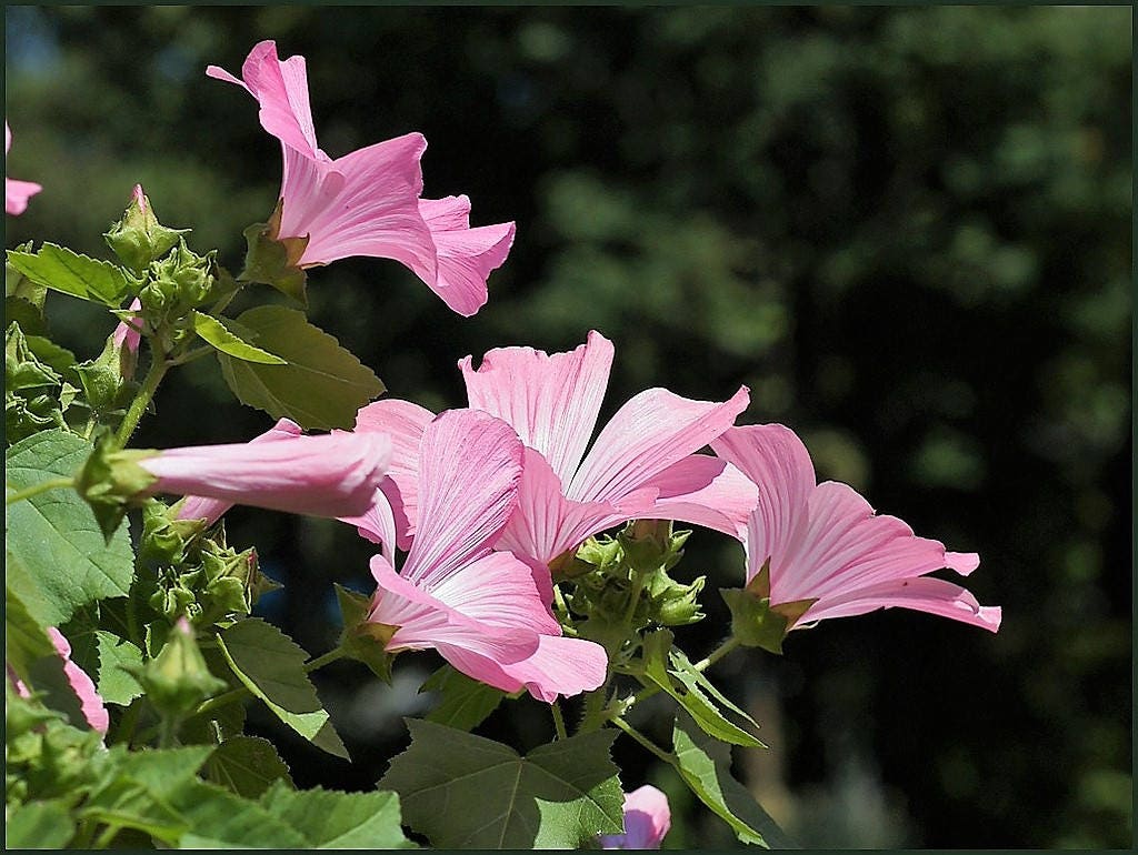 200 ROSE MALLOW MIX (Bush Mallow) Hibiscus Lavatera Trimestris Flower Seeds - Image 9
