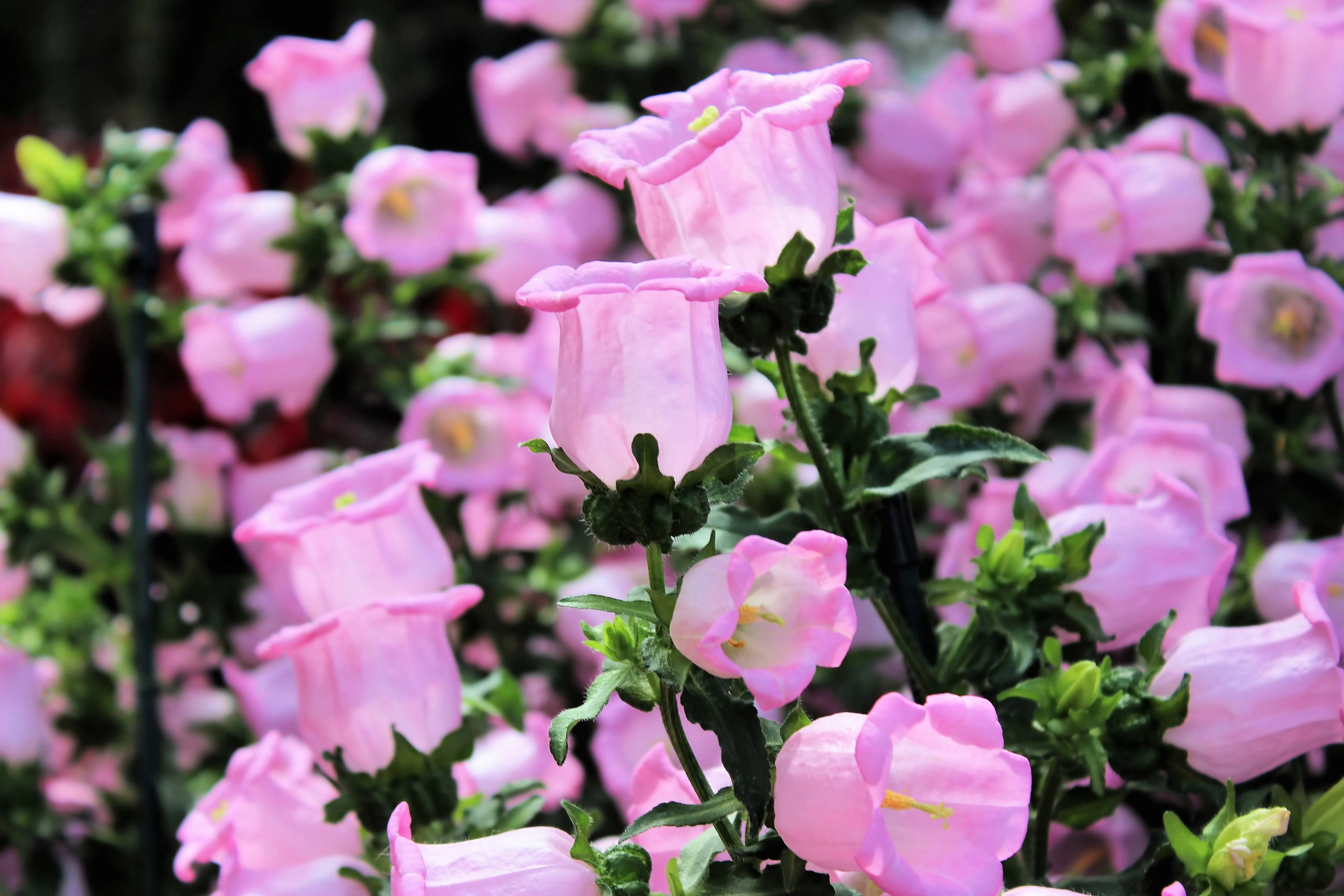 200 Rose Pink CANTERBURY BELLS - CAMPANULA Medium Flower Seeds - Image 4