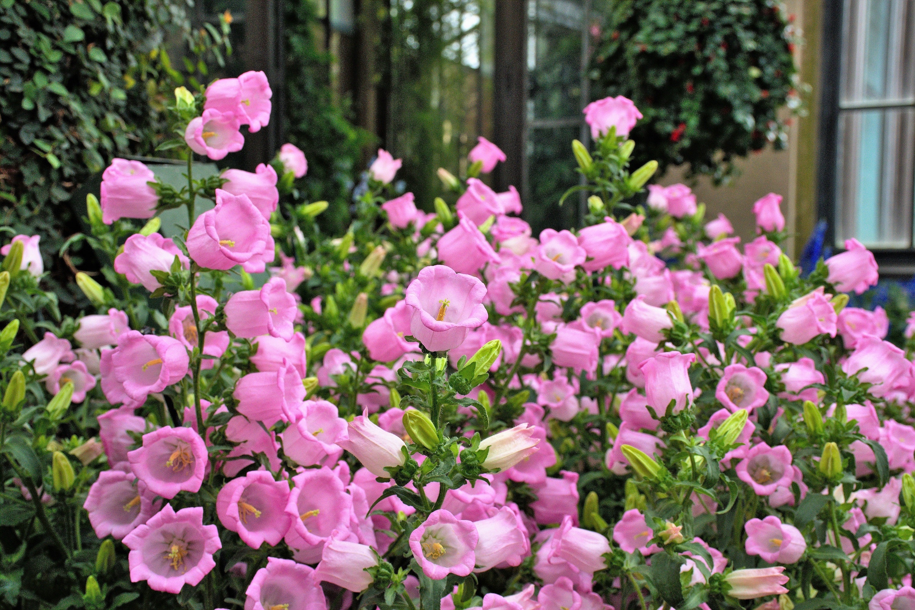 200 Rose Pink CANTERBURY BELLS - CAMPANULA Medium Flower Seeds - Image 6