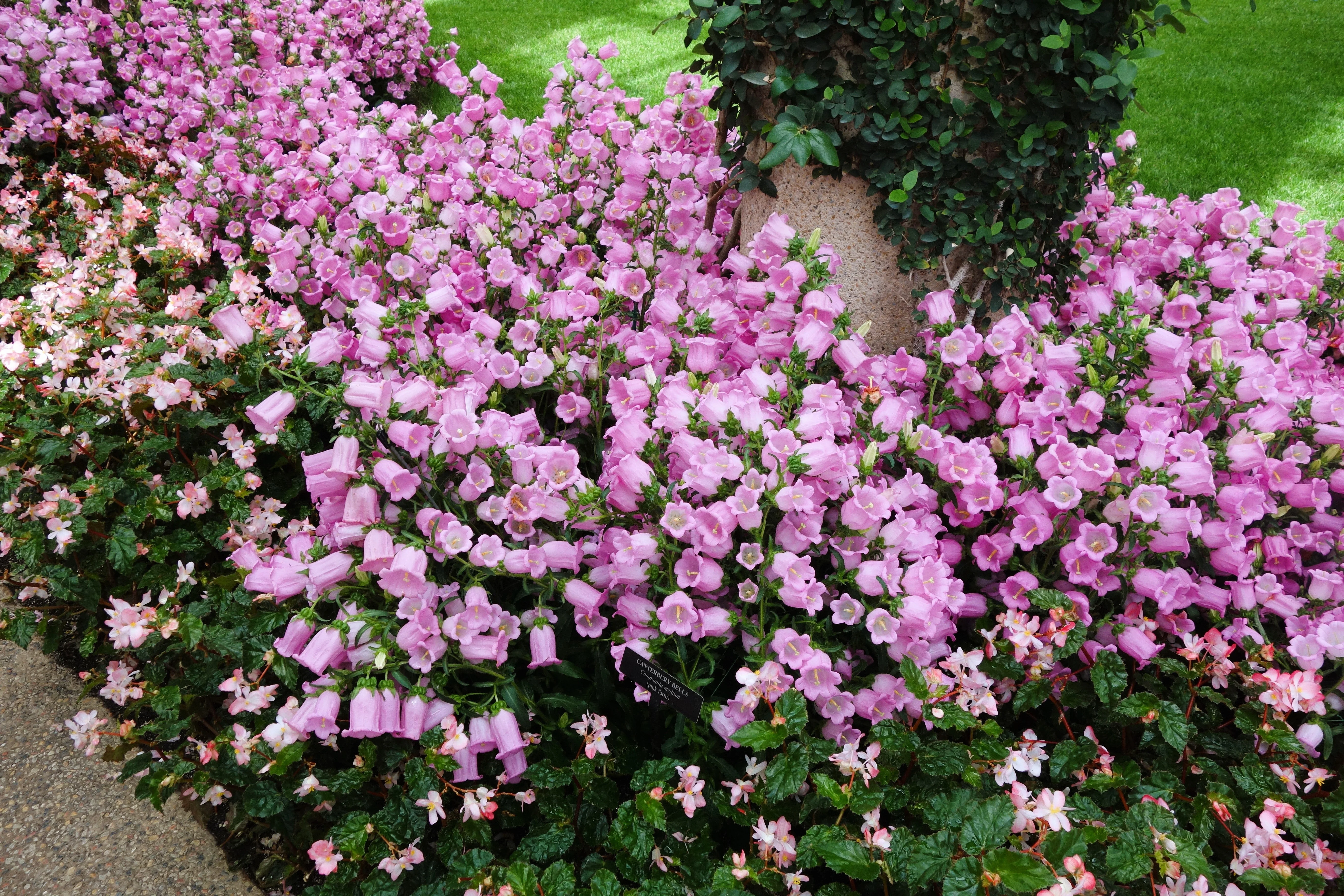 200 Rose Pink CANTERBURY BELLS - CAMPANULA Medium Flower Seeds - Image 7