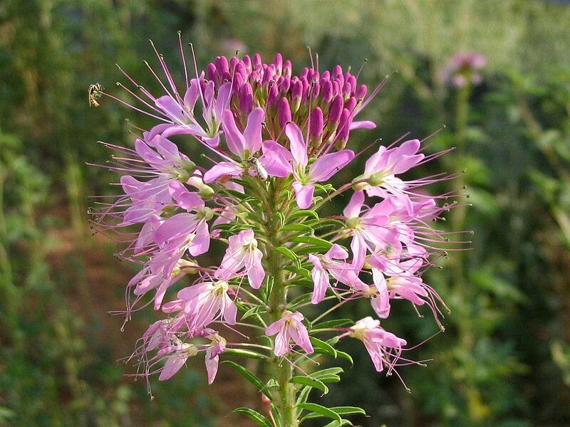200 ROSE QUEEN CLEOME Hassleriana Spinosa Pink Spider Flower Seeds - Image 2