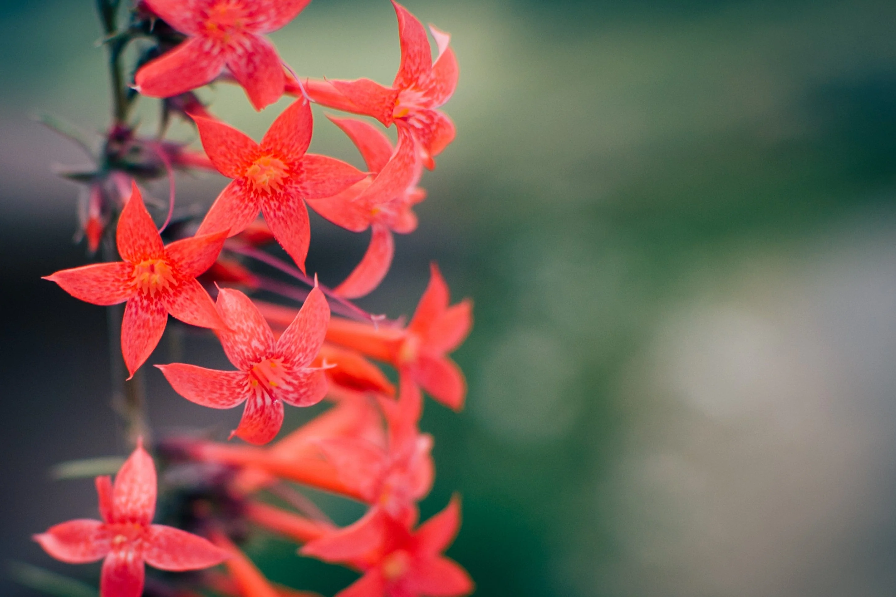 200 STANDING CYPRESS (Scarlet Gilia) Ipomopsis Rubra Flower Seeds - Image 10