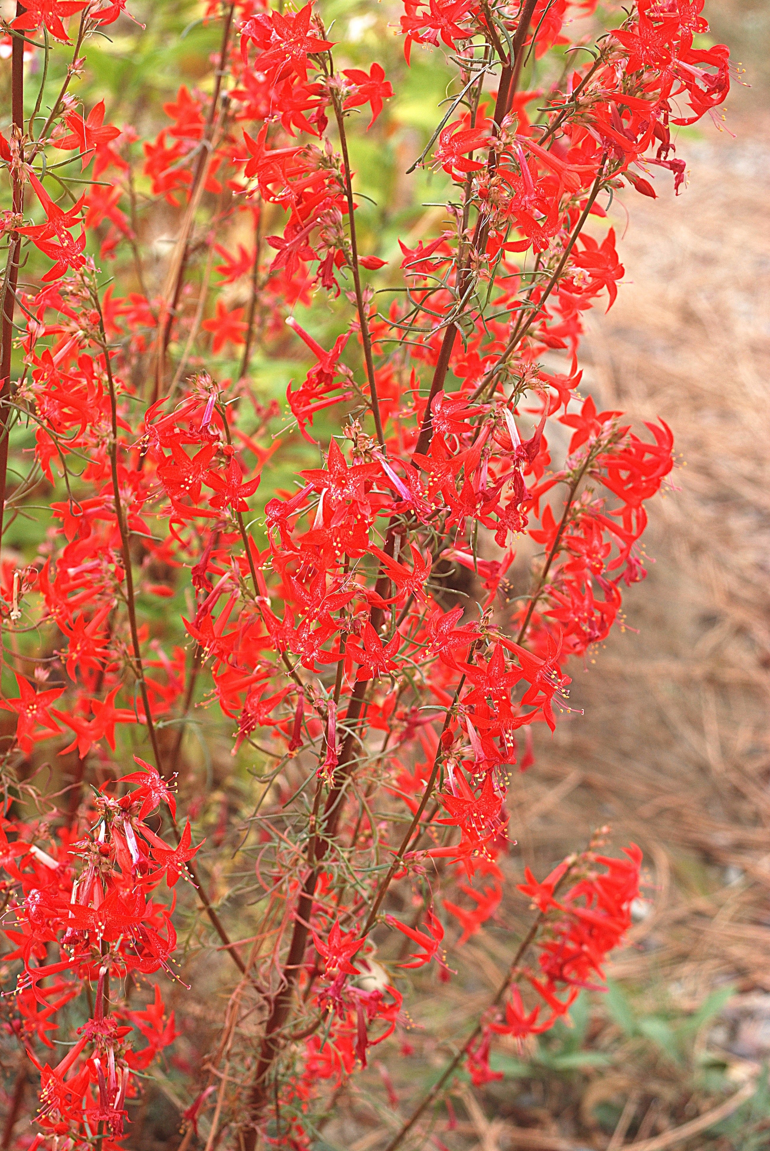 200 STANDING CYPRESS (Scarlet Gilia) Ipomopsis Rubra Flower Seeds - Image 6