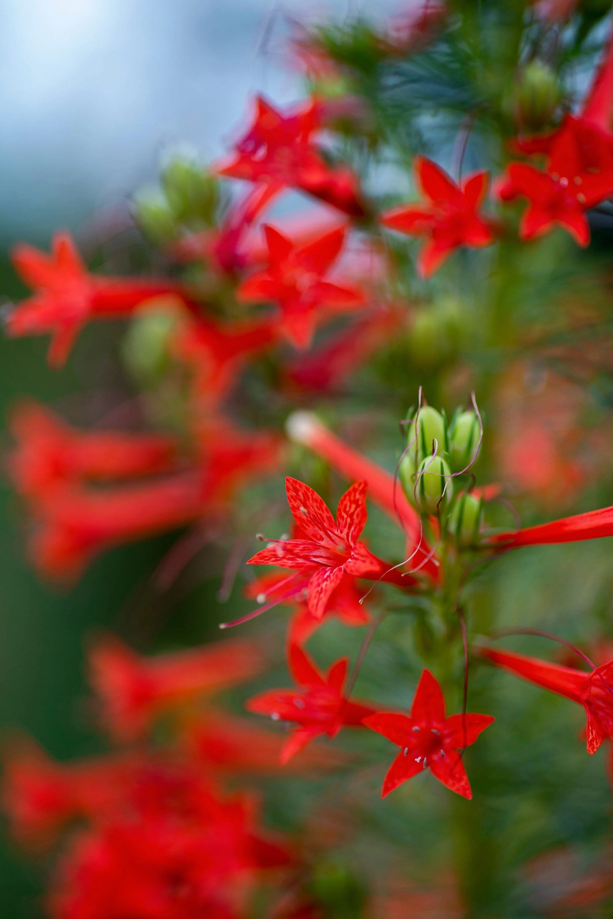 200 STANDING CYPRESS (Scarlet Gilia) Ipomopsis Rubra Flower Seeds - Image 7