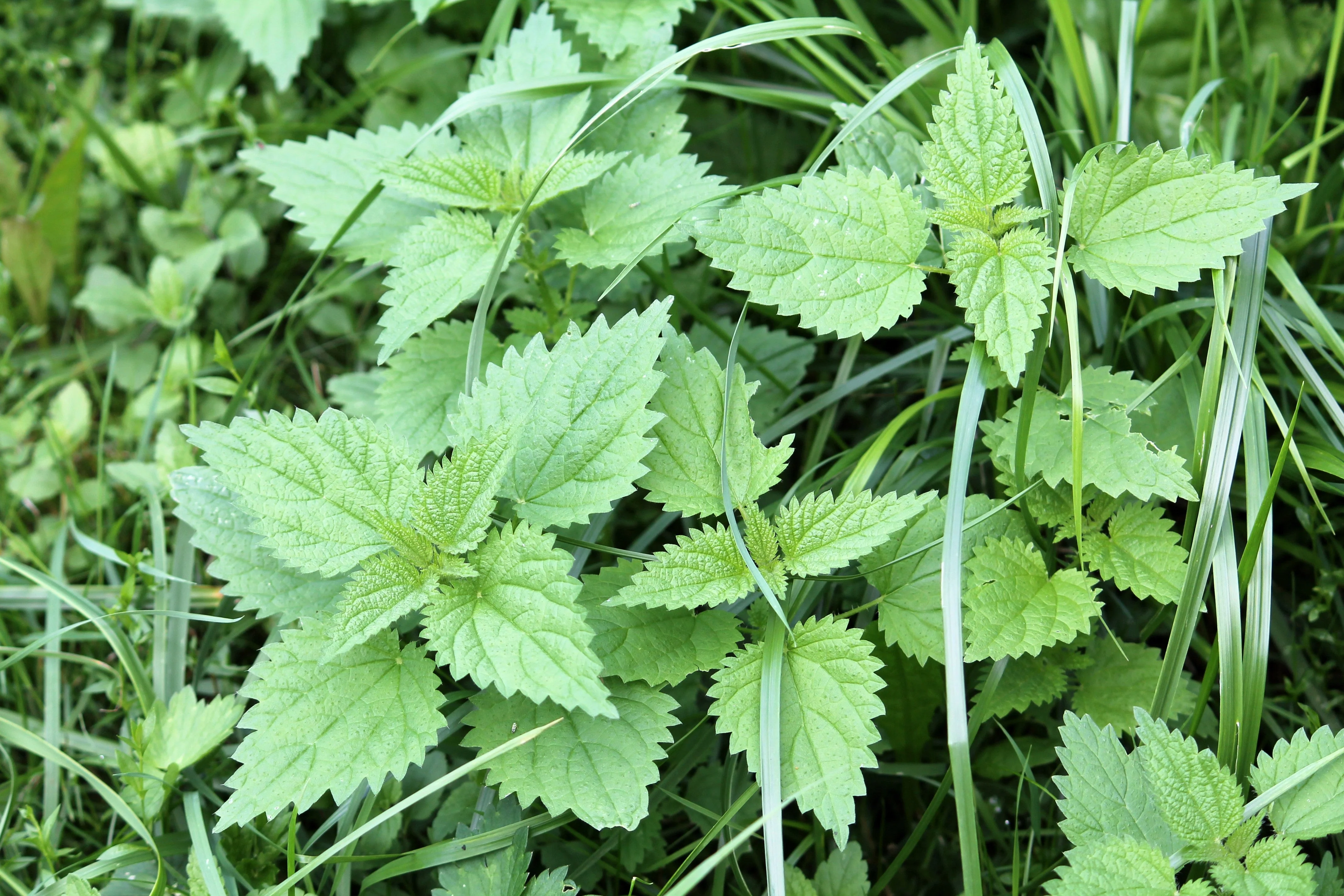 200 STINGING NETTLE Urtica Dioica (aka Common, California, or Bull Nettle / Tread Softly) Flower Seeds - Image 3