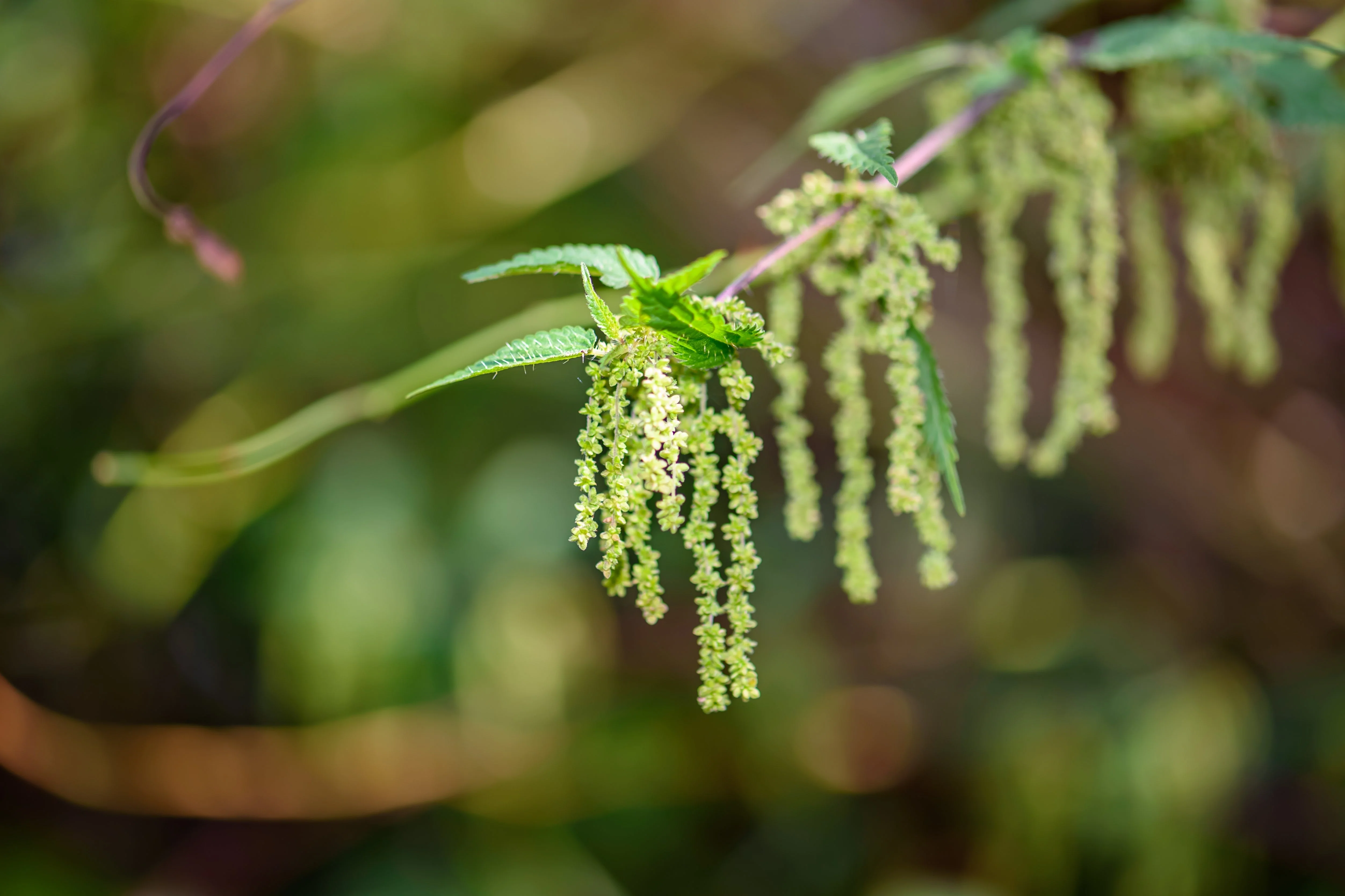 200 STINGING NETTLE Urtica Dioica (aka Common, California, or Bull Nettle / Tread Softly) Flower Seeds - Image 7