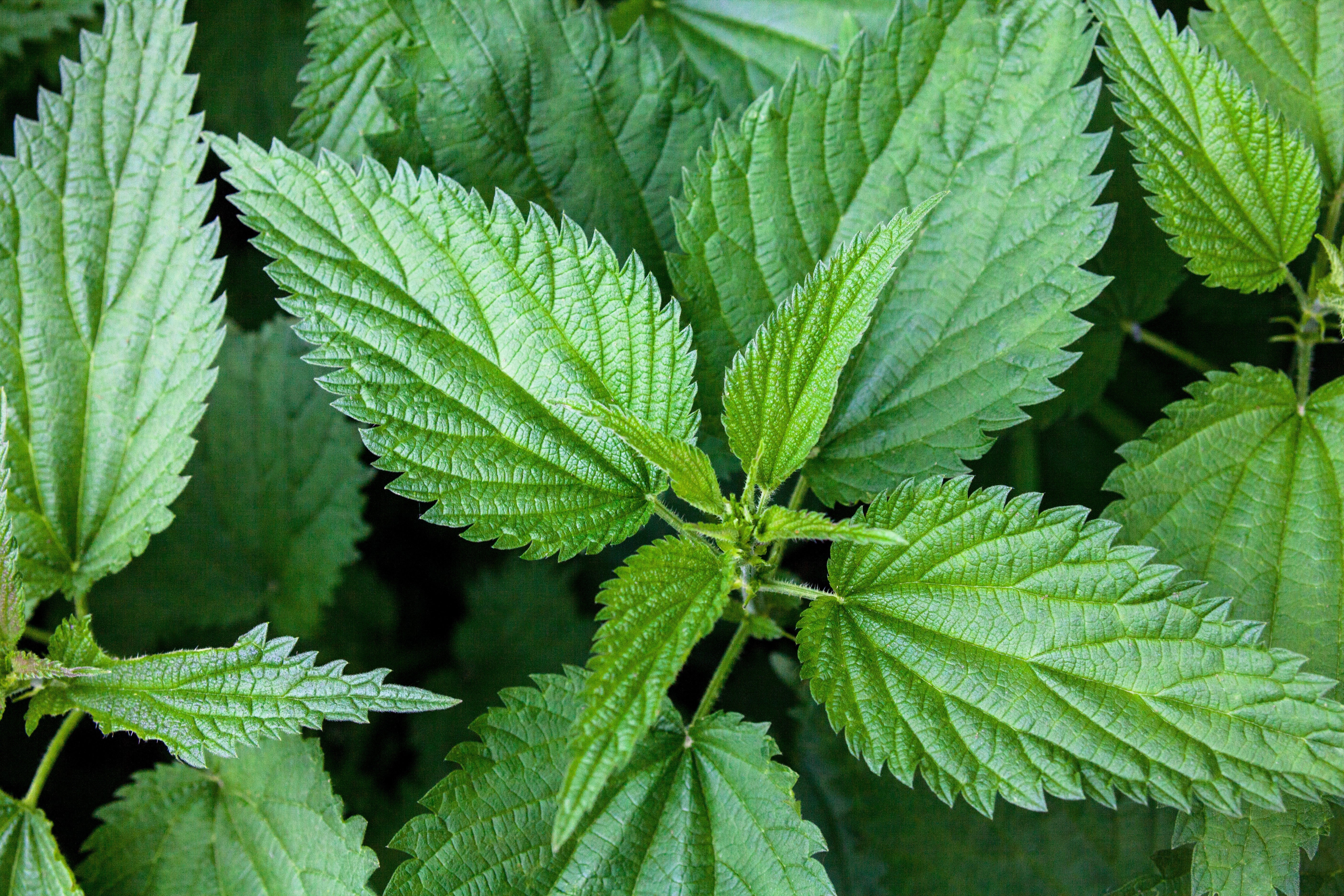 200 STINGING NETTLE Urtica Dioica (aka Common, California, or Bull Nettle / Tread Softly) Flower Seeds - Image 9