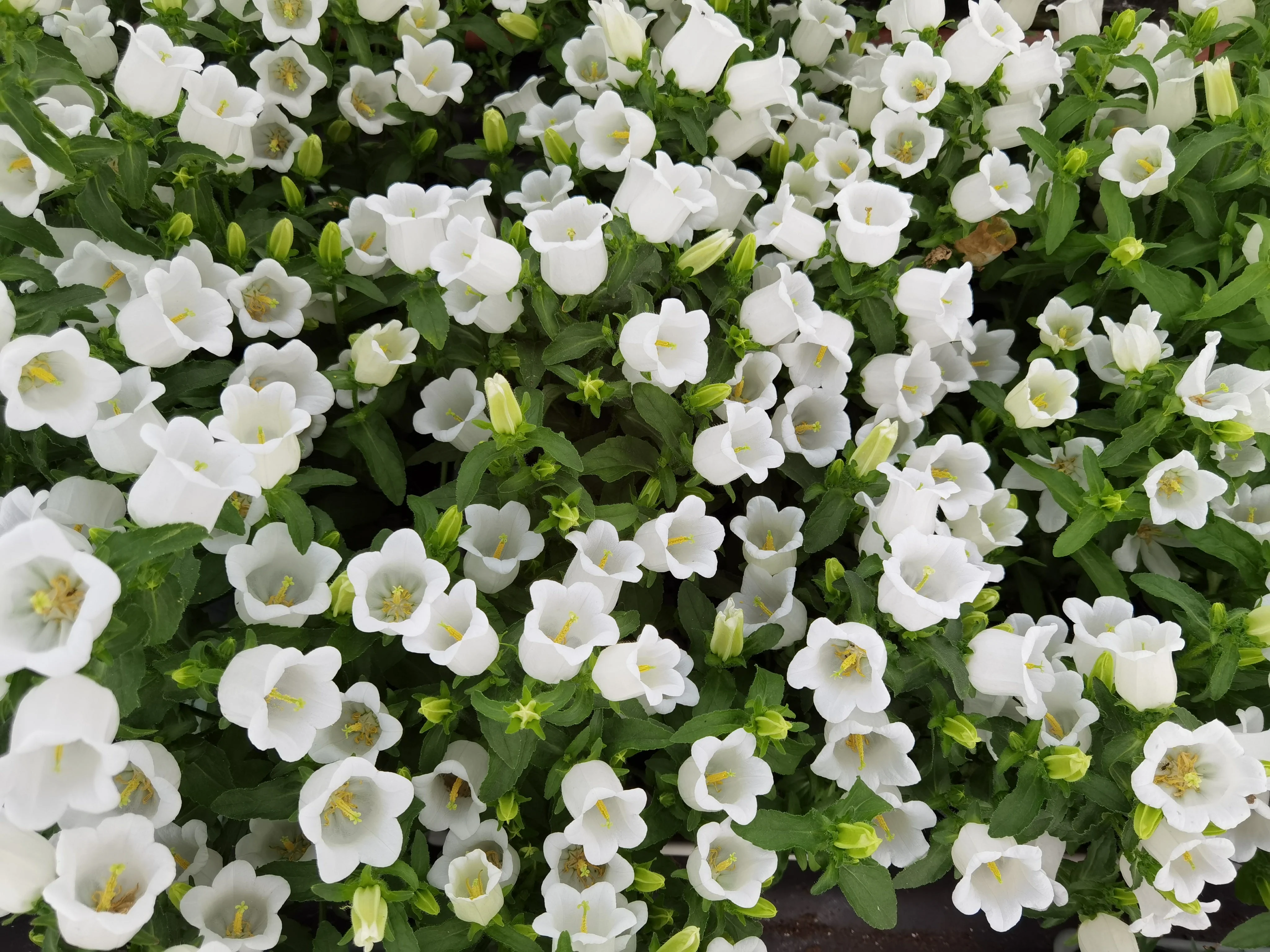 200 White CANTERBURY BELLS - CAMPANULA Medium Flower Seeds - Image 2