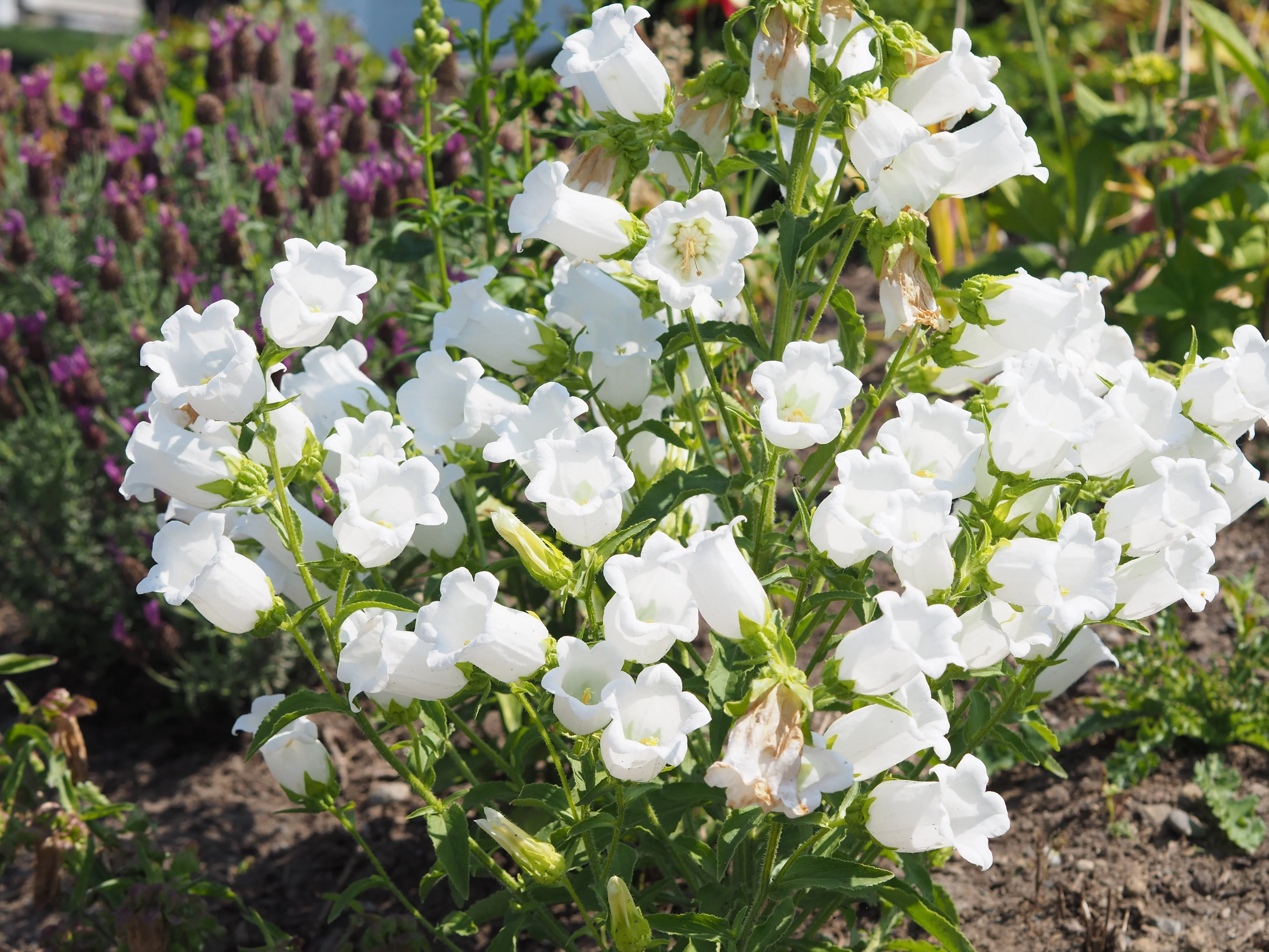 200 White CANTERBURY BELLS - CAMPANULA Medium Flower Seeds - Image 3