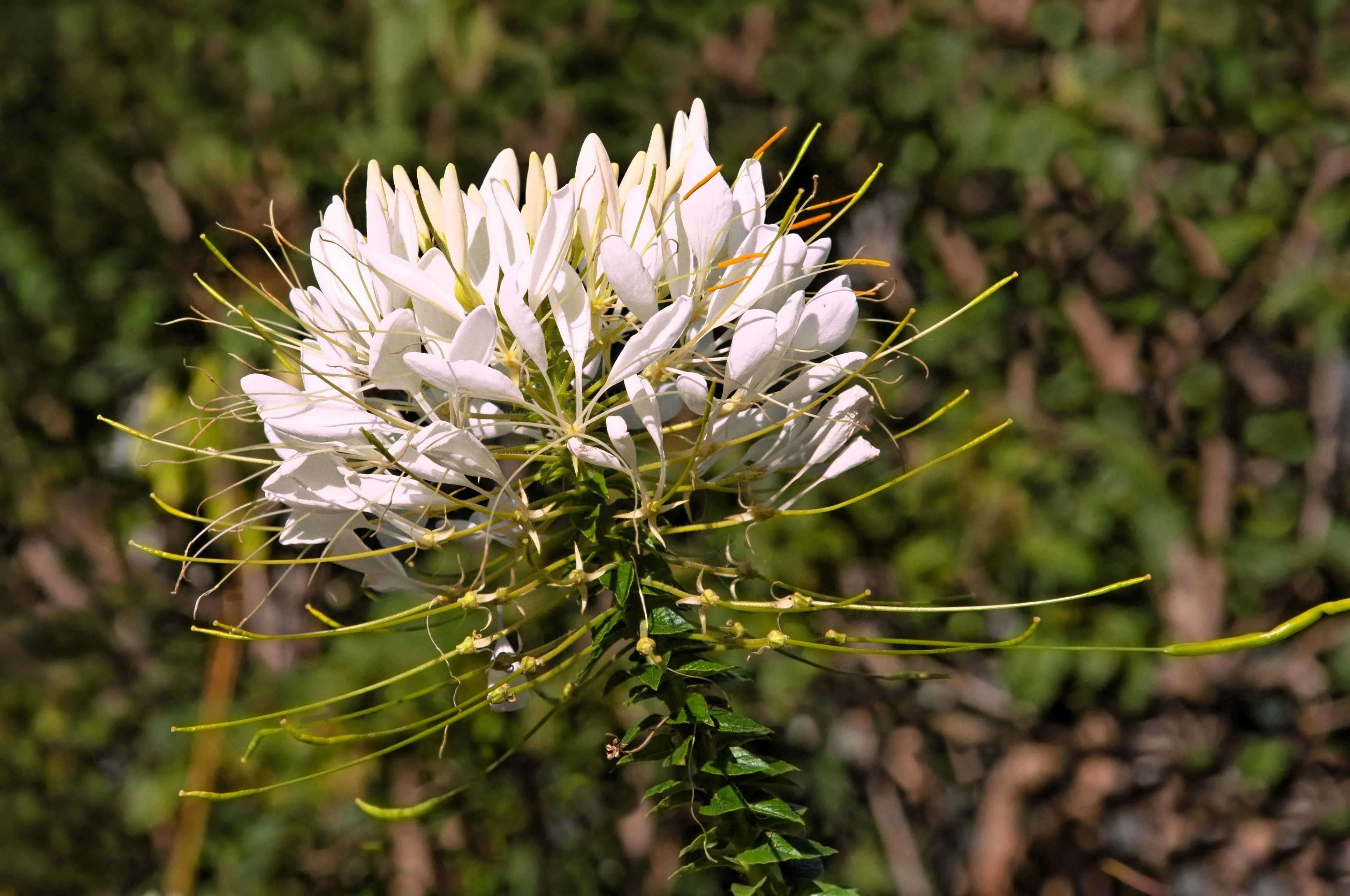 200 WHITE QUEEN CLEOME (Spider Flower) Cleome Hassleriana Cleome Spinosa Flower Seeds - Image 5