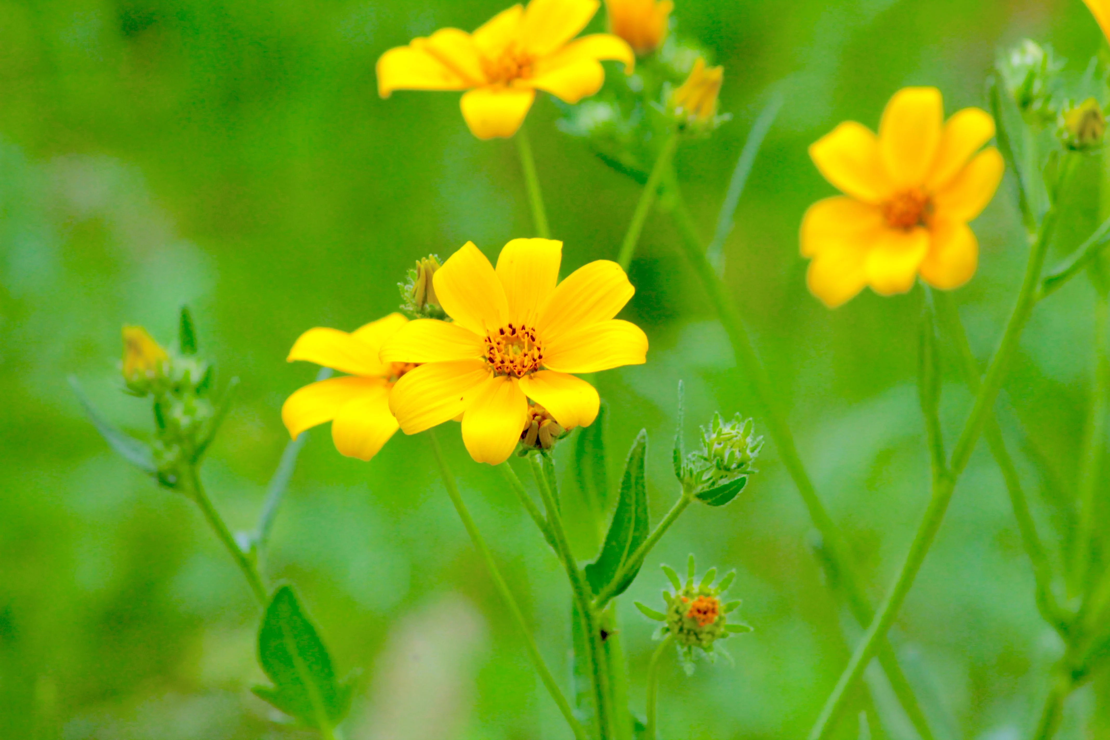 200 Yellow SWAMP MARIGOLD Bidens Aristosa Mutica Flower Seeds - Image 8