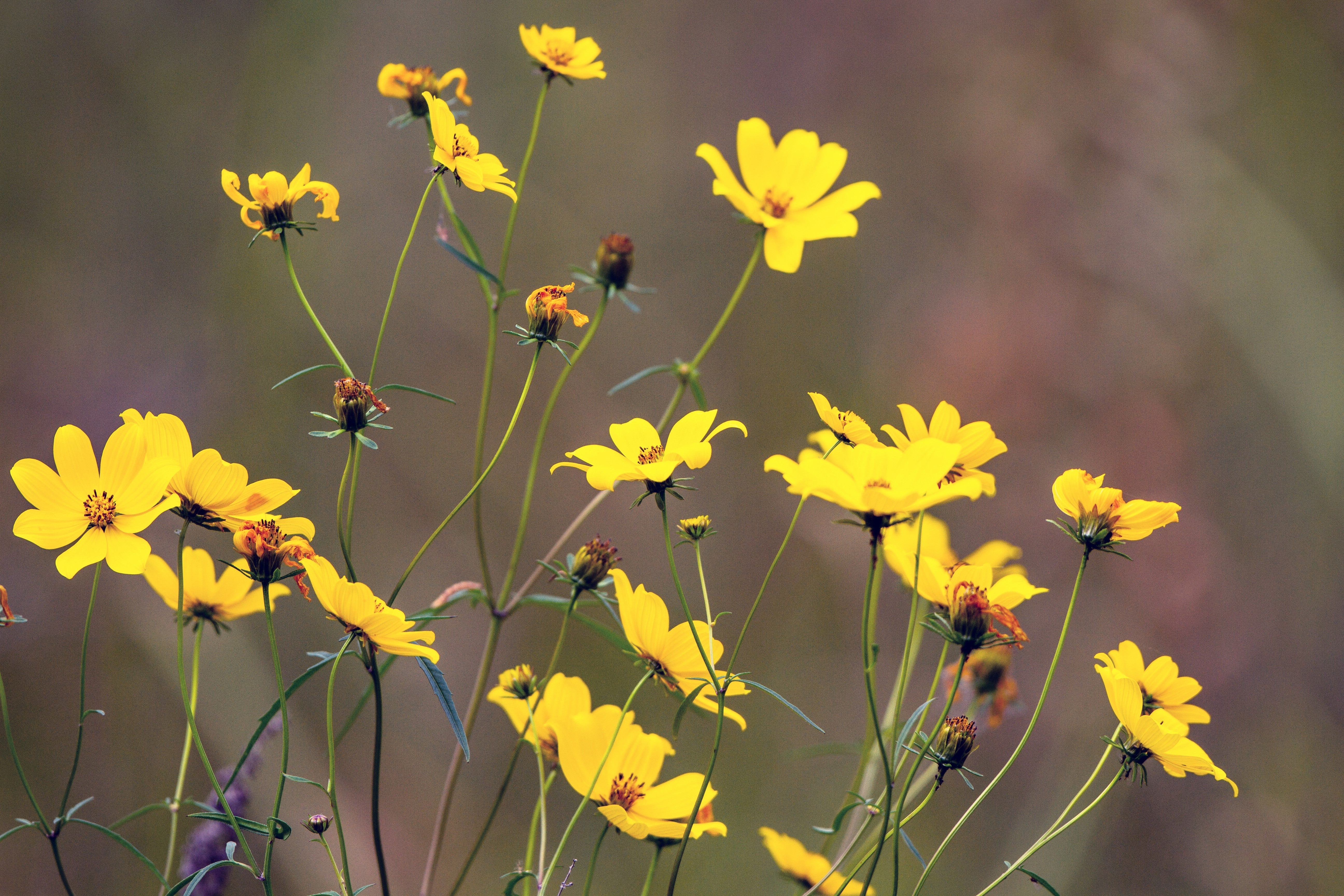 200 Yellow SWAMP MARIGOLD Bidens Aristosa Mutica Flower Seeds - Image 9