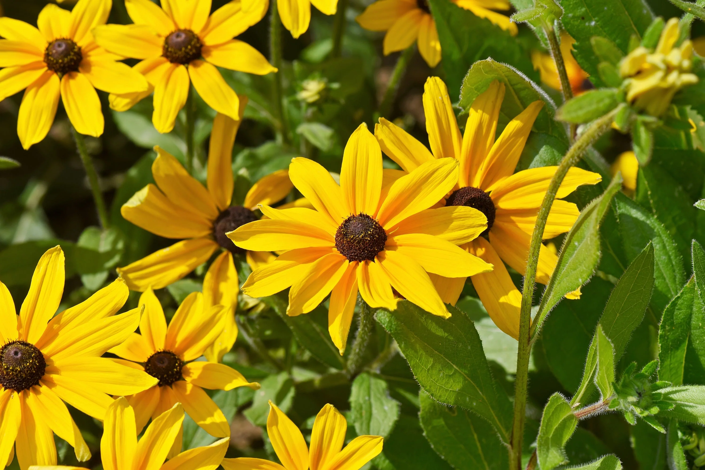 2000 BLACK EYED SUSAN Rudbeckia Hirta Yellow Heirloom Native Flower Seeds - Image 6