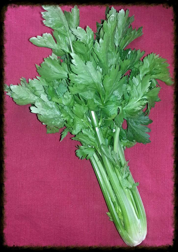 2000 Cutting LEAF CELERY Apium Graveolens European Chinese Herb Seeds - Image 2