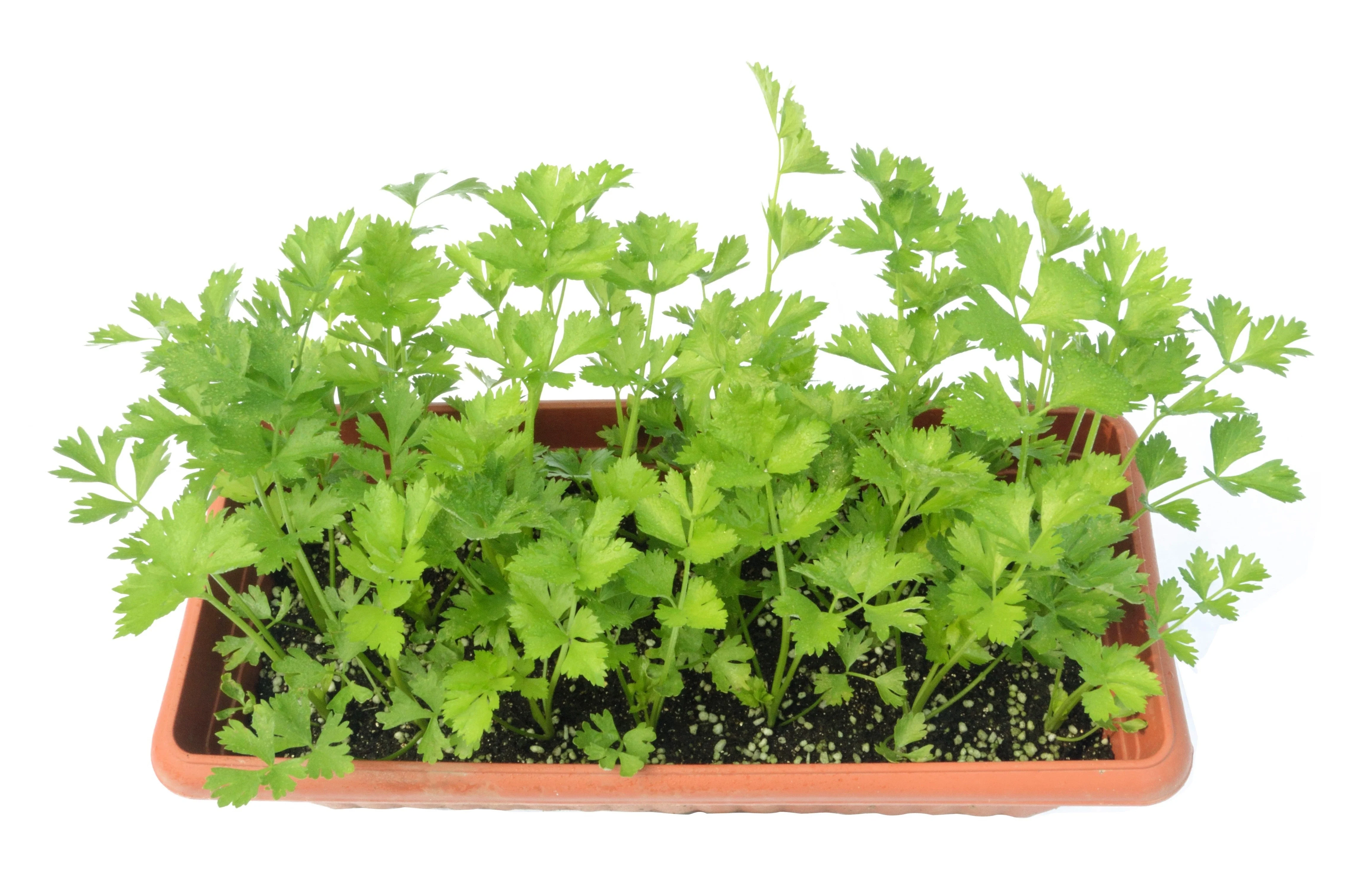 2000 CUTTING LEAF CELERY Apium Graveolens Soup Vegetable Herb Seeds - Image 5