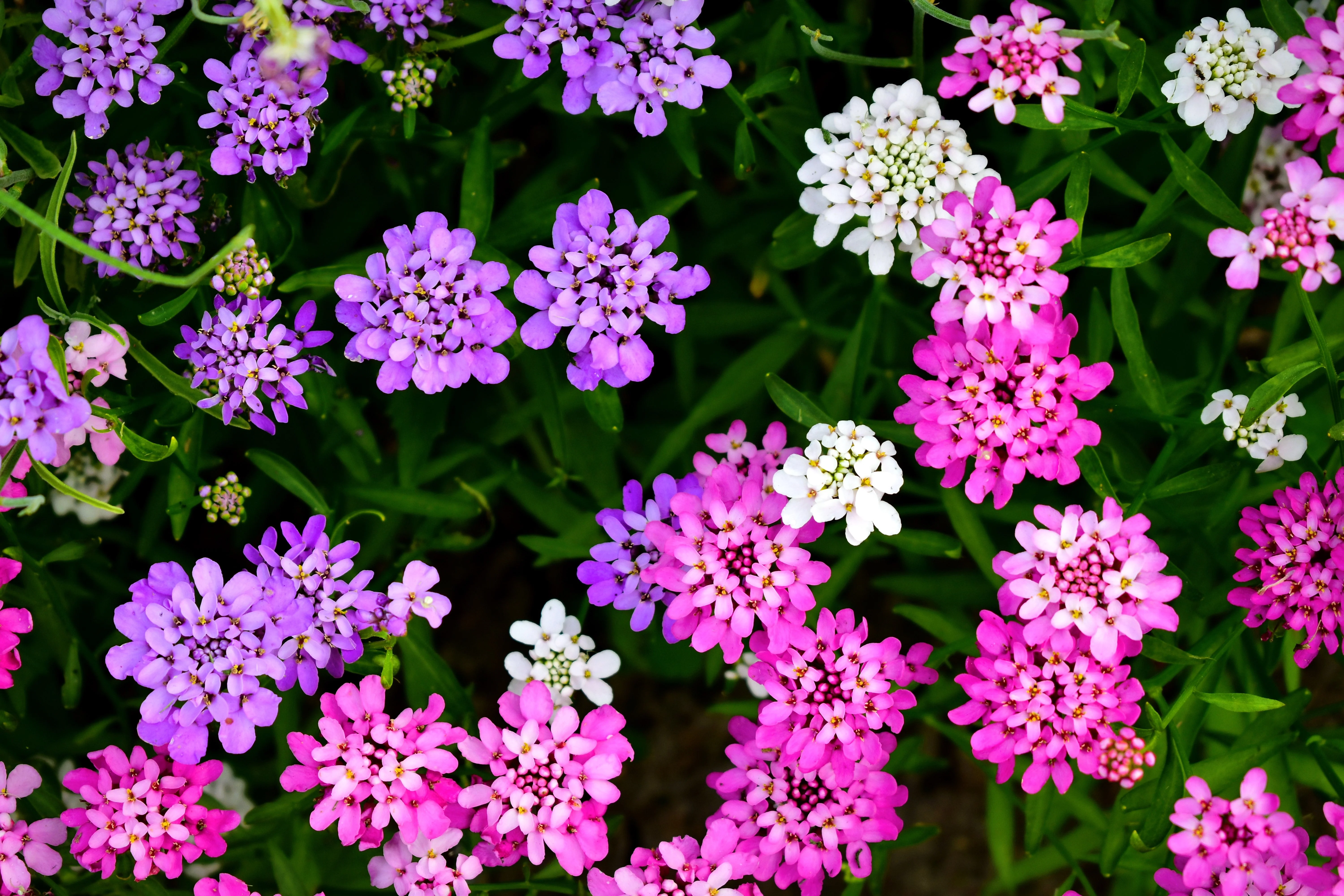 2000 Fairy DWARF MIX CANDYTUFT Iberis Umbellata Flower Seeds - Image 2