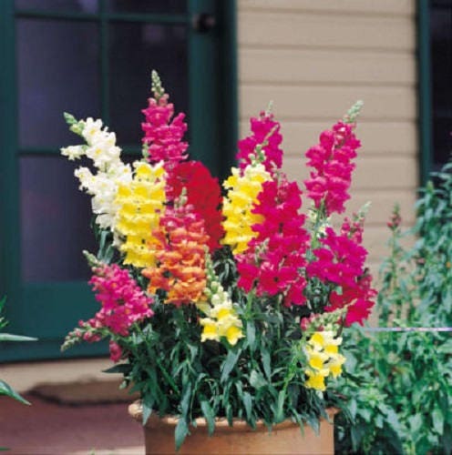 2000 Mixed MOROCCAN TOADFLAX / SNAPDRAGON Linaria Maroccana Flower Seeds - Image 4