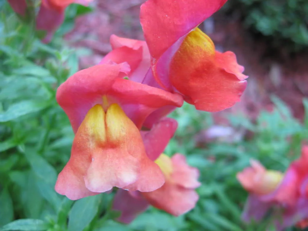 2000 NORTHERN LIGHTS Mix SNAPDRAGON Linaria Maroccana Flower Seeds - Image 4