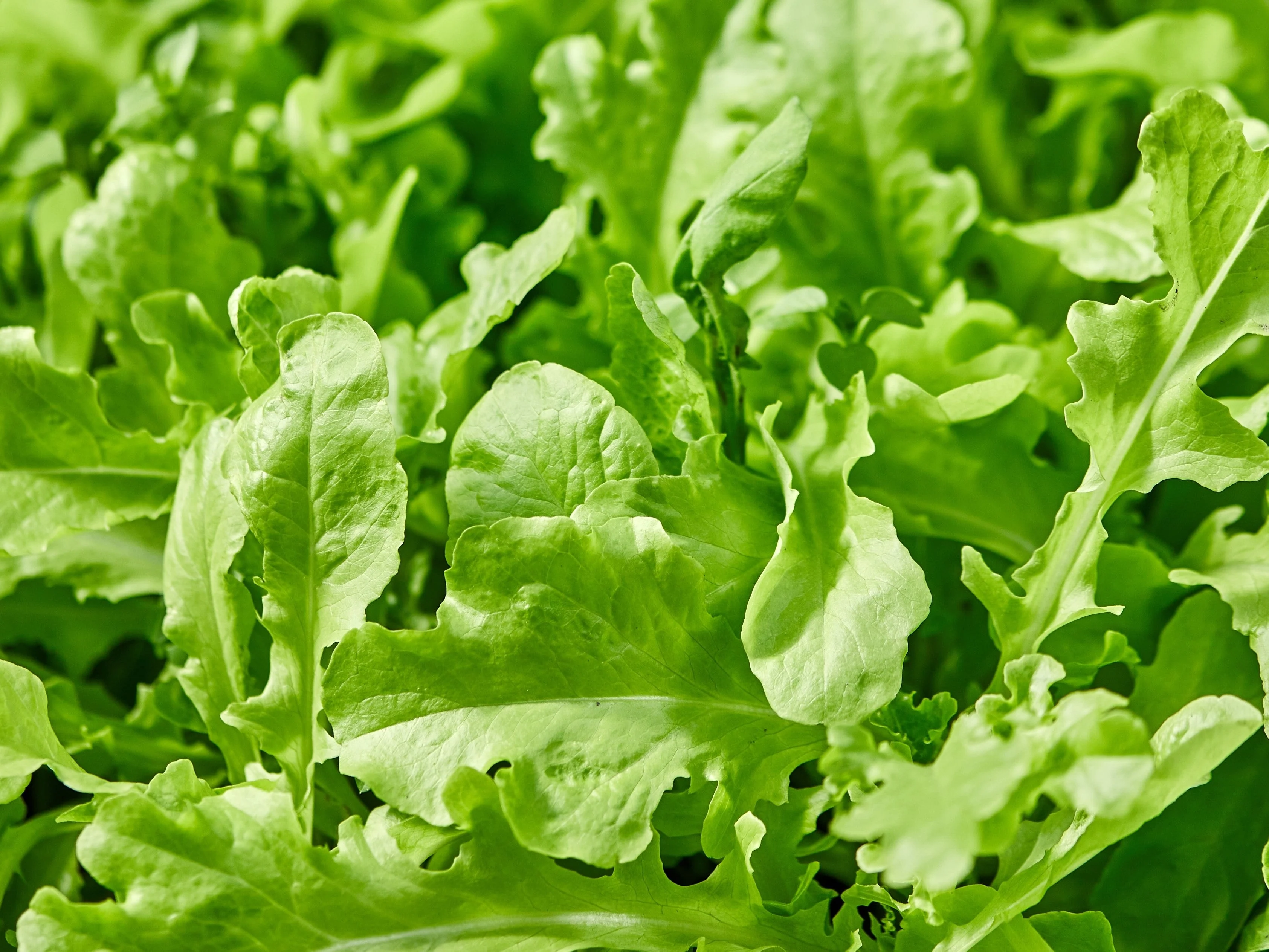 2000 ROQUETTE ARUGULA aka Rocket / Rucola / Rugula - Eruca Vesicaria Sativa Herb Vegetable Seeds - Image 3