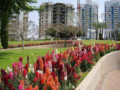 2000 SNAPDRAGON CORONA MIX Antirrhinum Majus Flower Seeds - Image 2