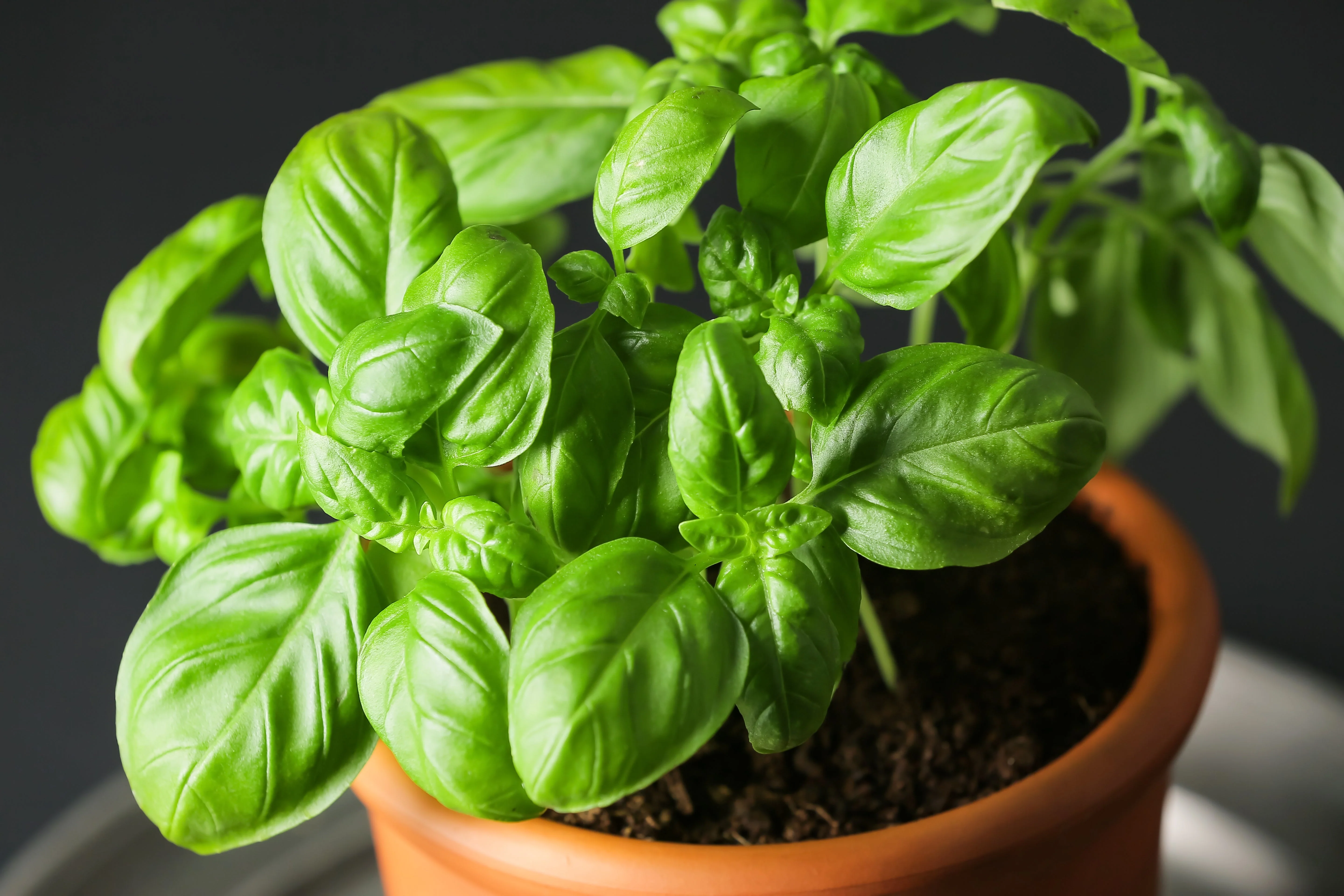 2000 SWEET GENOVESE BASIL Ocimum Basilicum Herb Flower Seeds - Image 3