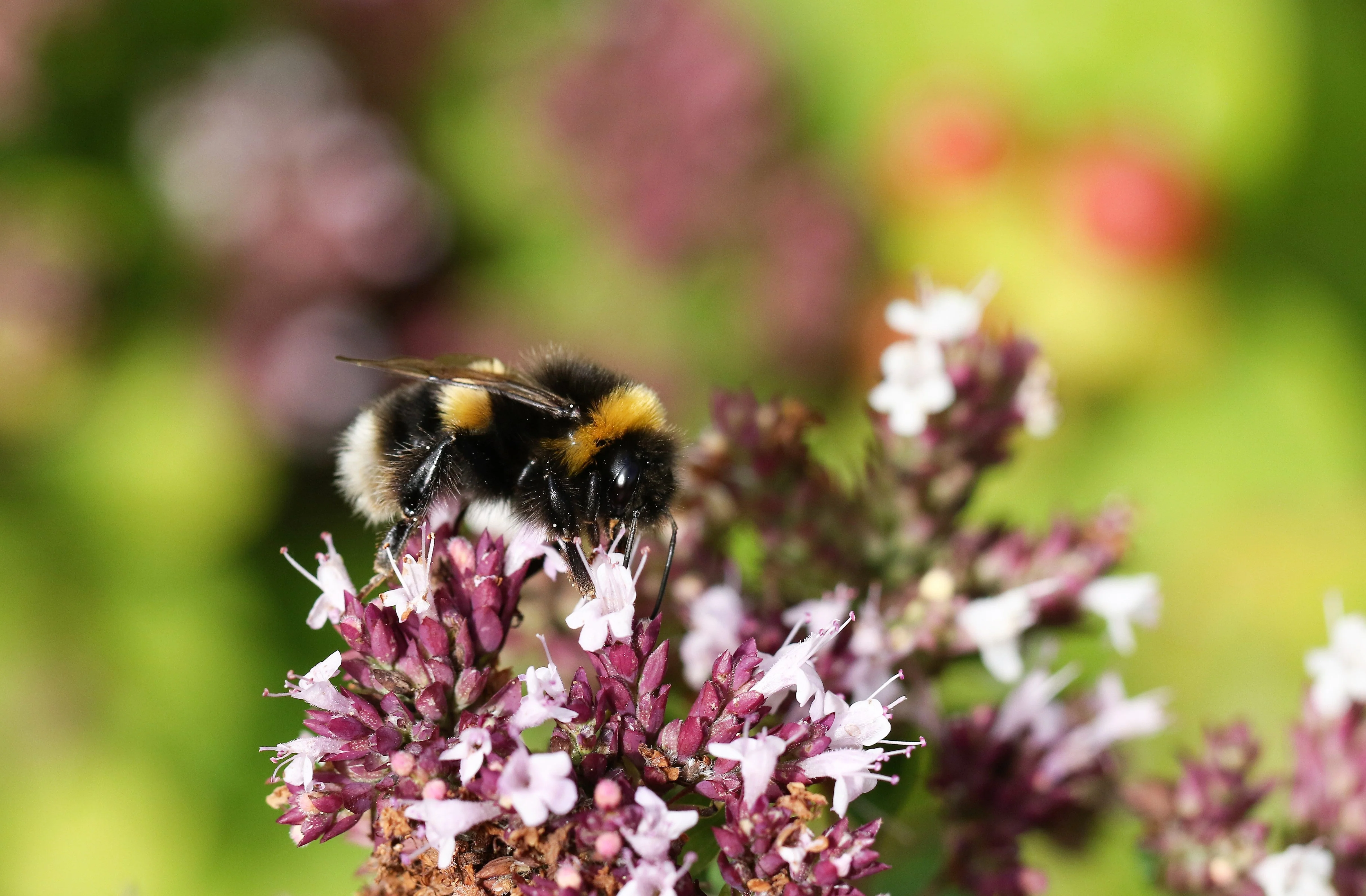 2000 SWEET MARJORAM Origanum Majorana Herb Flower Seeds - Image 9