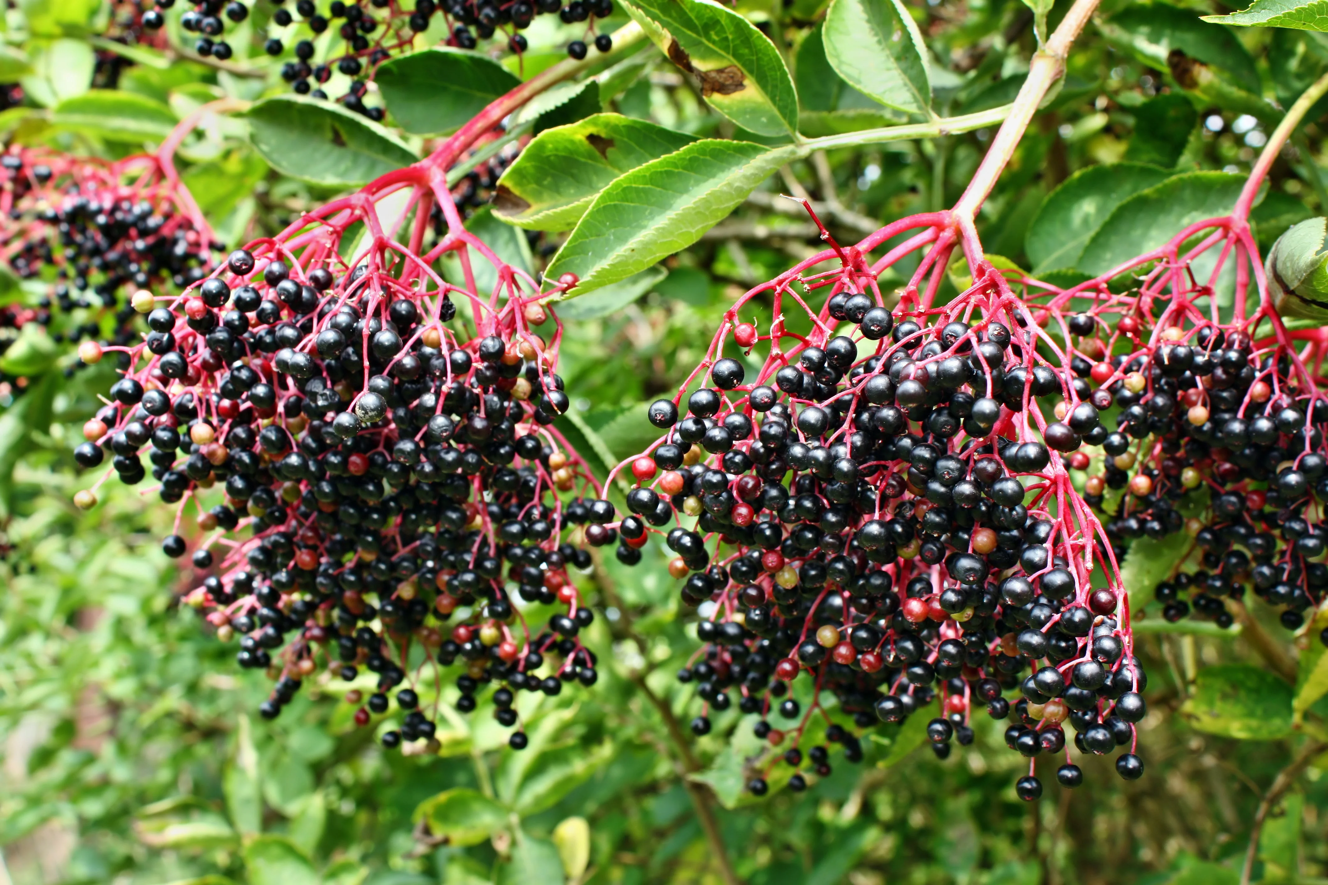 25 American ELDERBERRY FRUIT BUSH Shrub Tree Sambucus Nigra Canadensis Seeds - Image 6