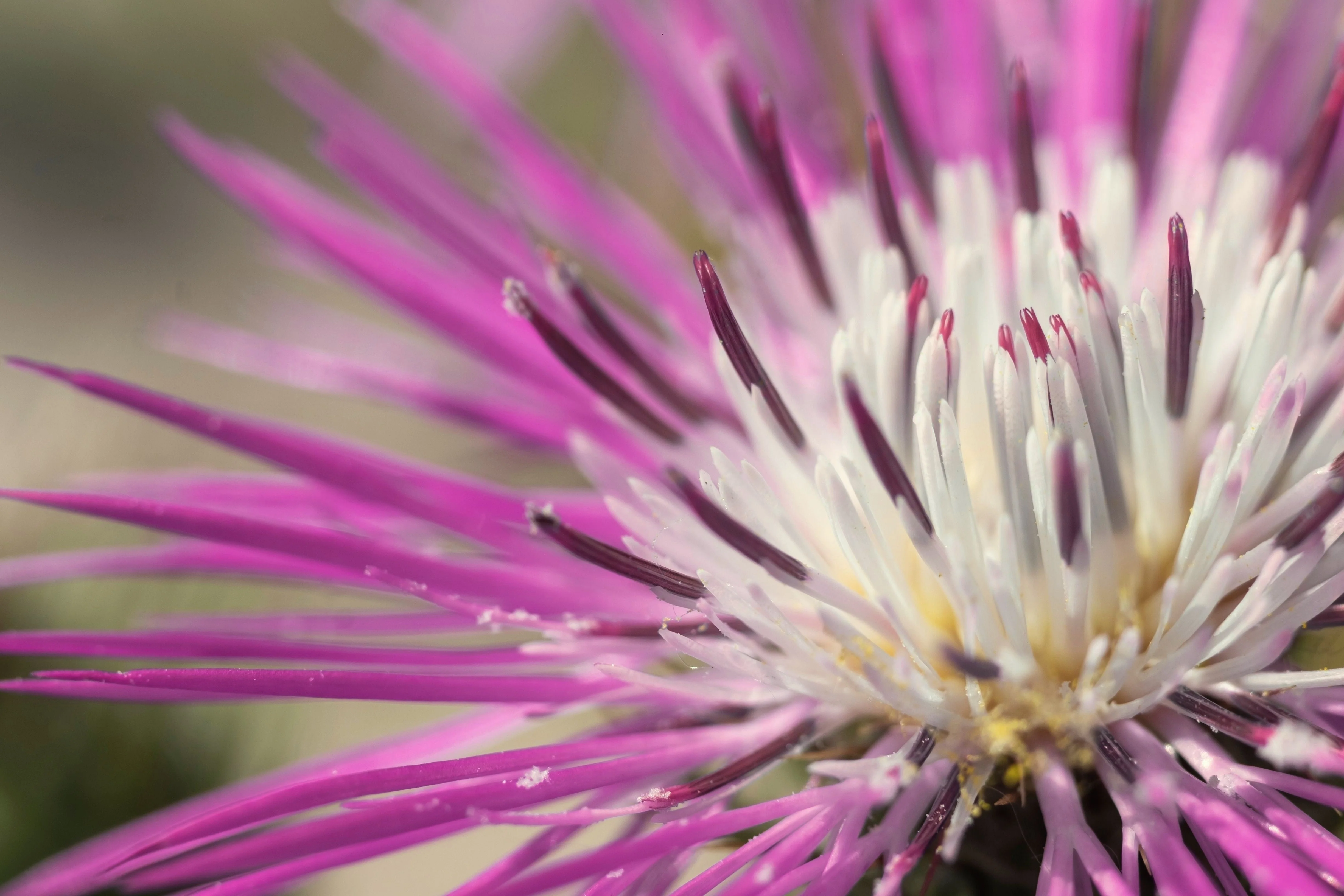 25 AMERICAN ROSE (Centaurea Aloha / American Starflower / American Basket Flower / America Starthistle) Centaurea Americana Flower Seeds - Image 7