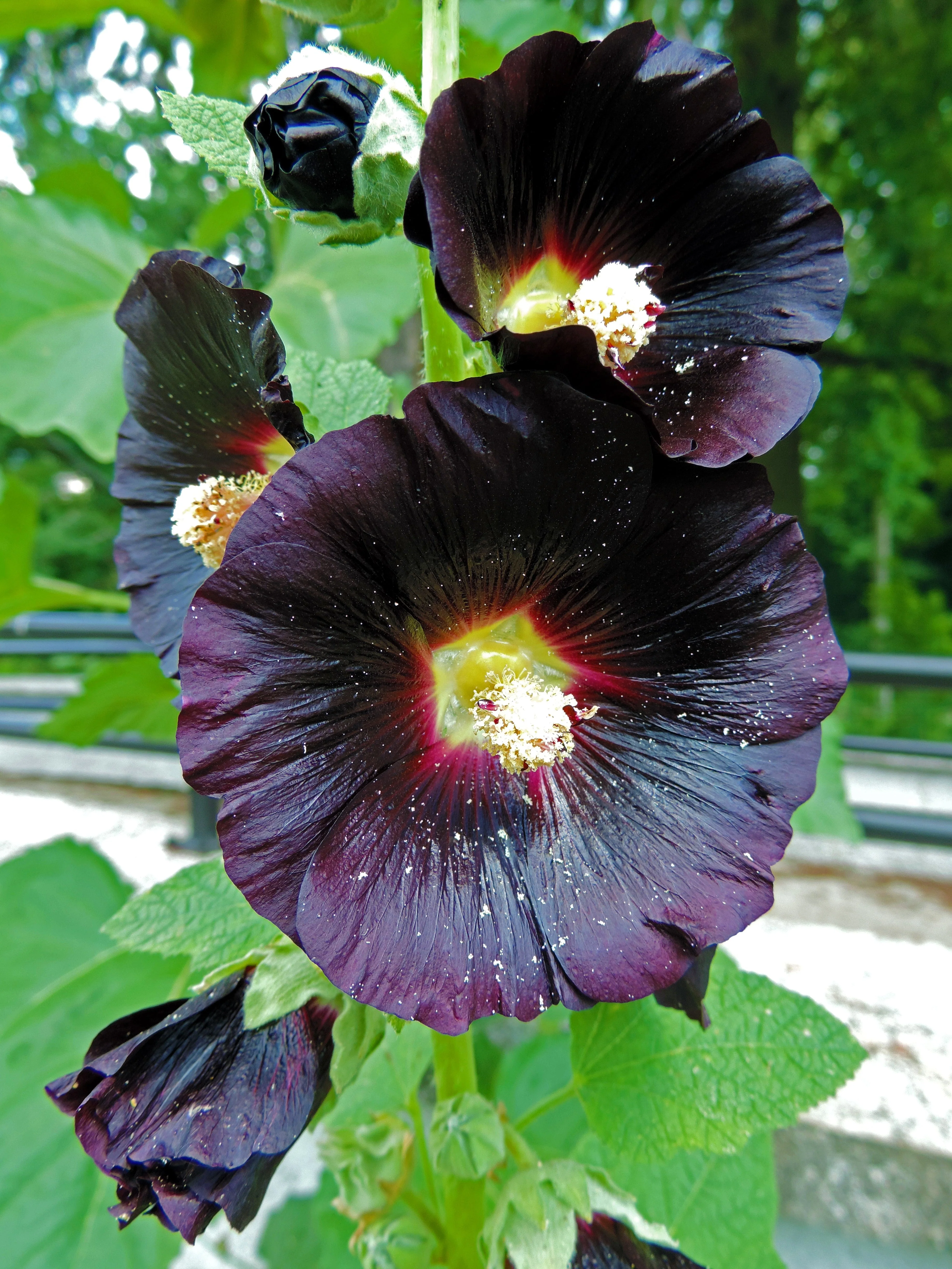 25 BLACK HOLLYHOCK Alcea Rosea Nigra Flower Seeds - Image 10