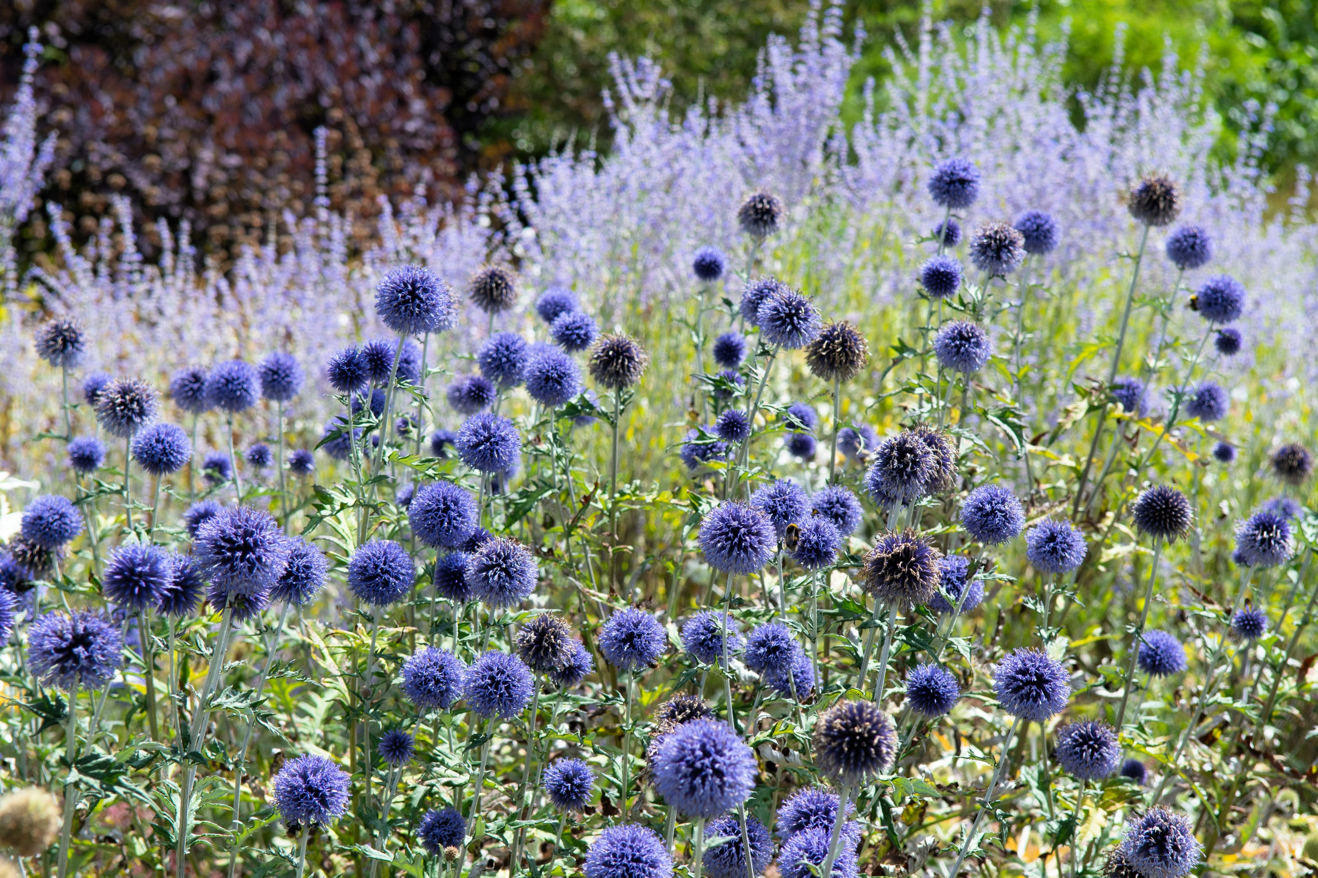 25 Blue GLOBE THISTLE Echinops Ritro Southern Globethistle Pollinator Flower Seeds - Image 10