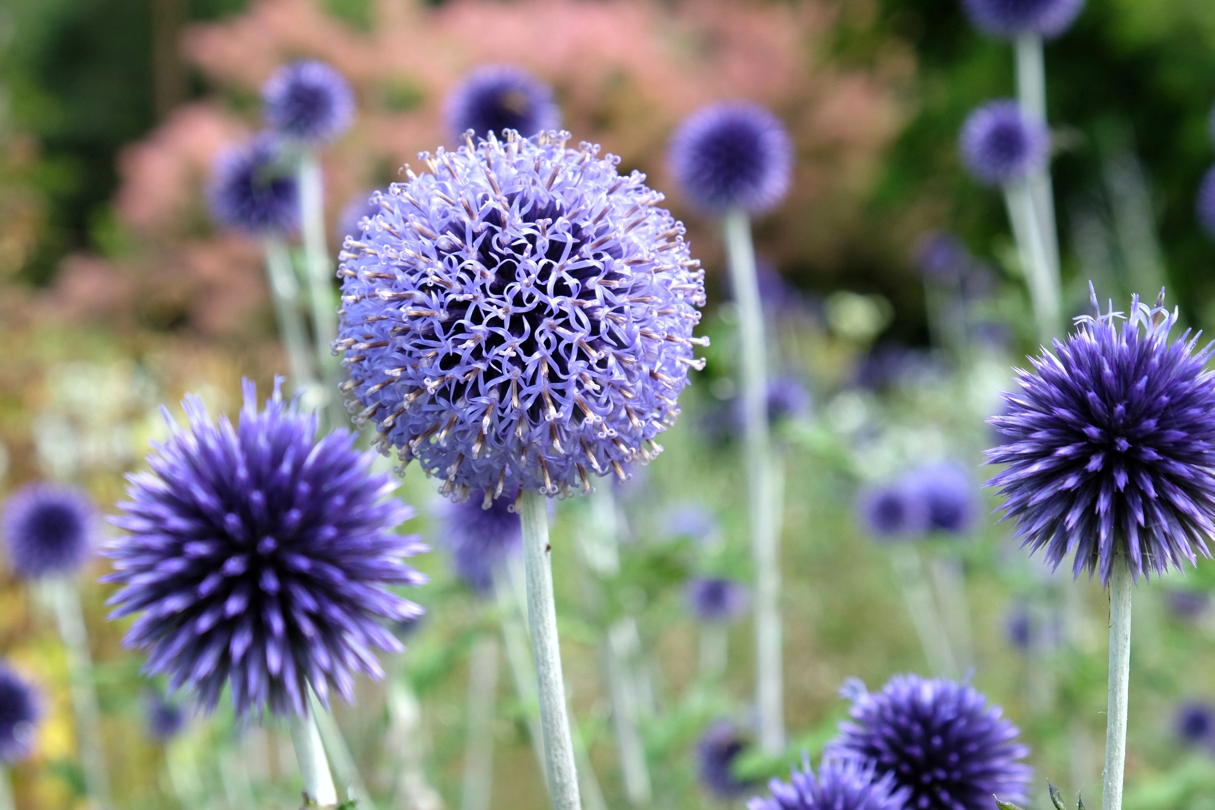 25 Blue GLOBE THISTLE Echinops Ritro Southern Globethistle Pollinator Flower Seeds - Image 8