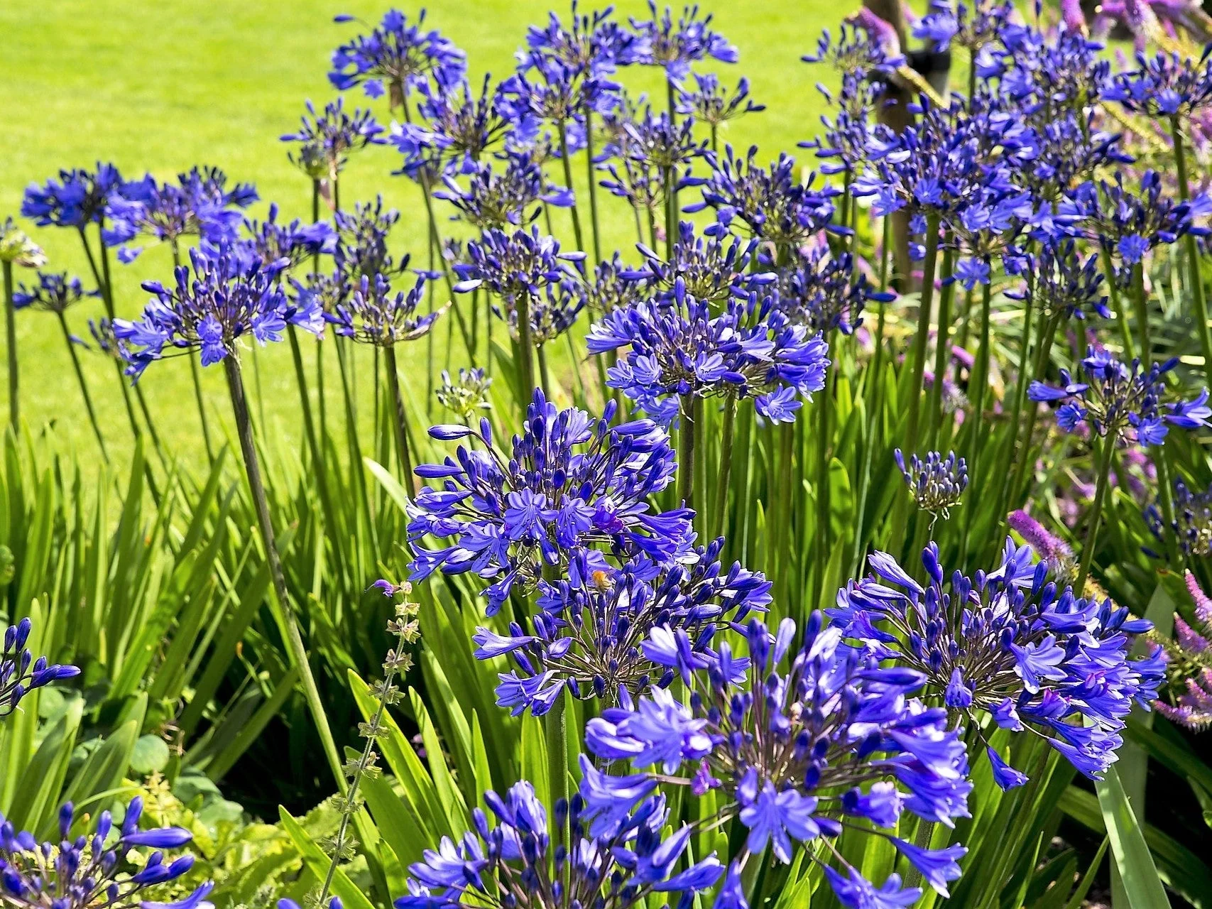 25 BLUE LILY of the NILE Agapanthus Orientalis African Lily Flower Seeds - Image 10