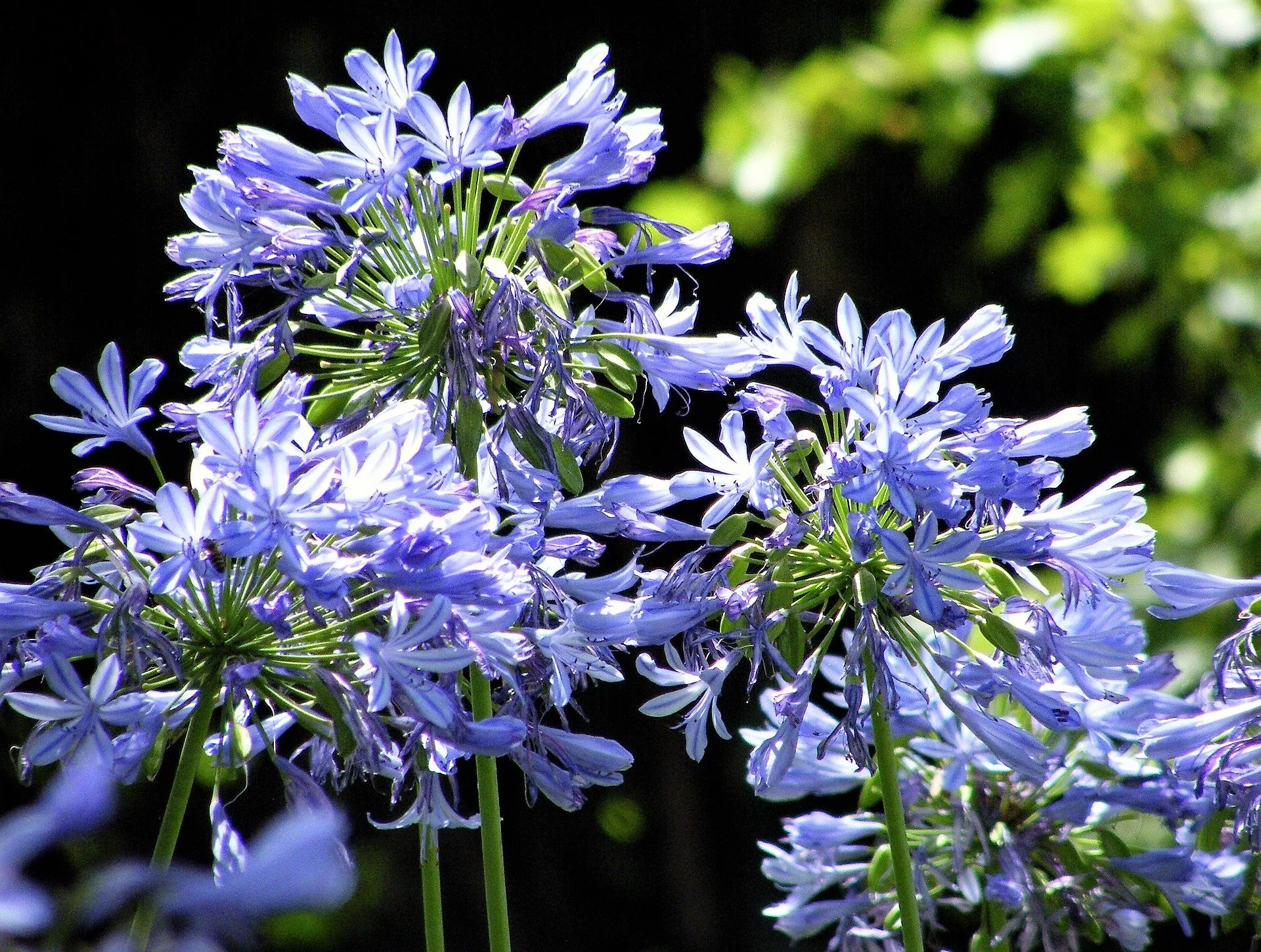 25 BLUE LILY of the NILE Agapanthus Orientalis African Lily Flower Seeds - Image 11