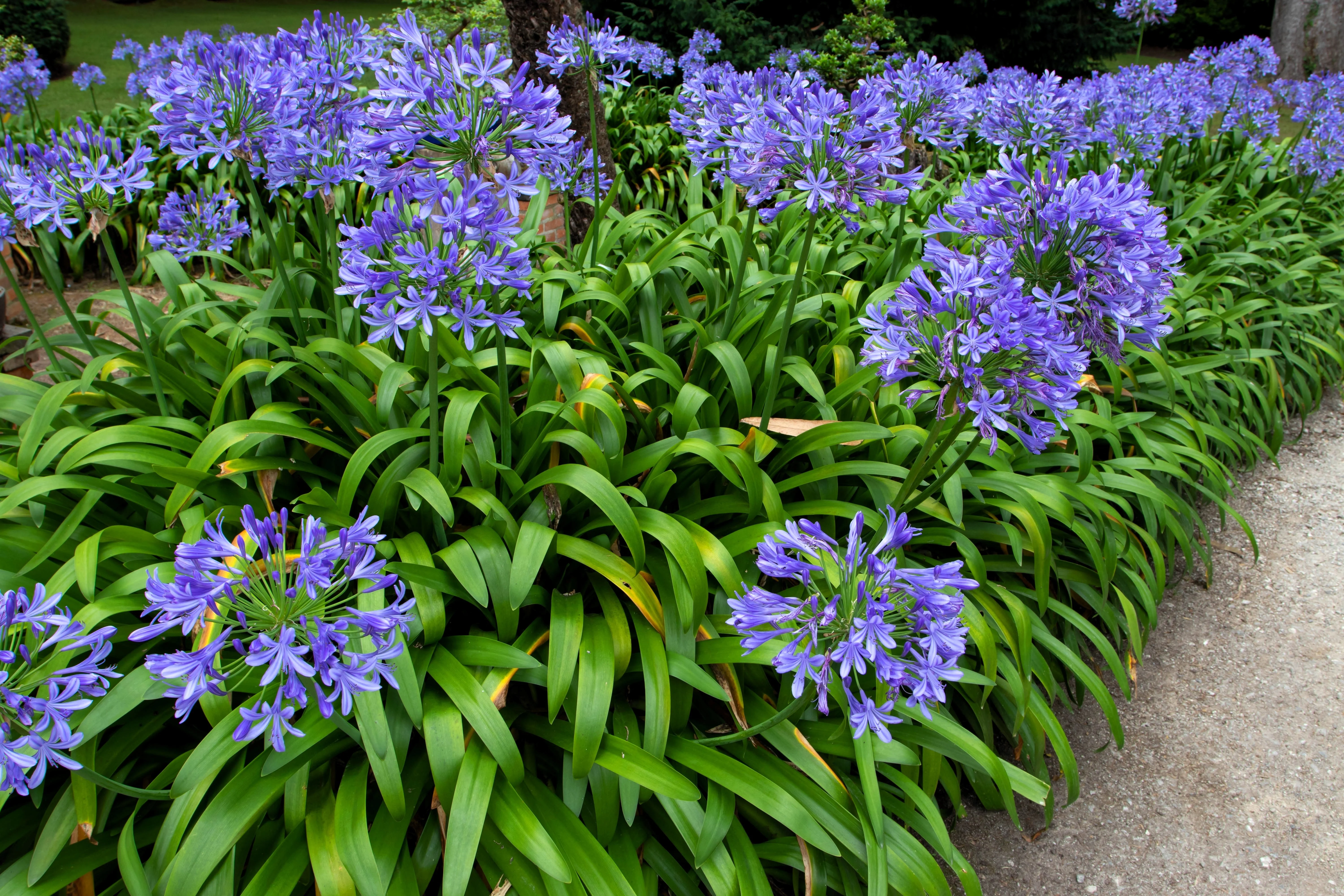 25 BLUE LILY of the NILE Agapanthus Orientalis African Lily Flower Seeds - Image 3