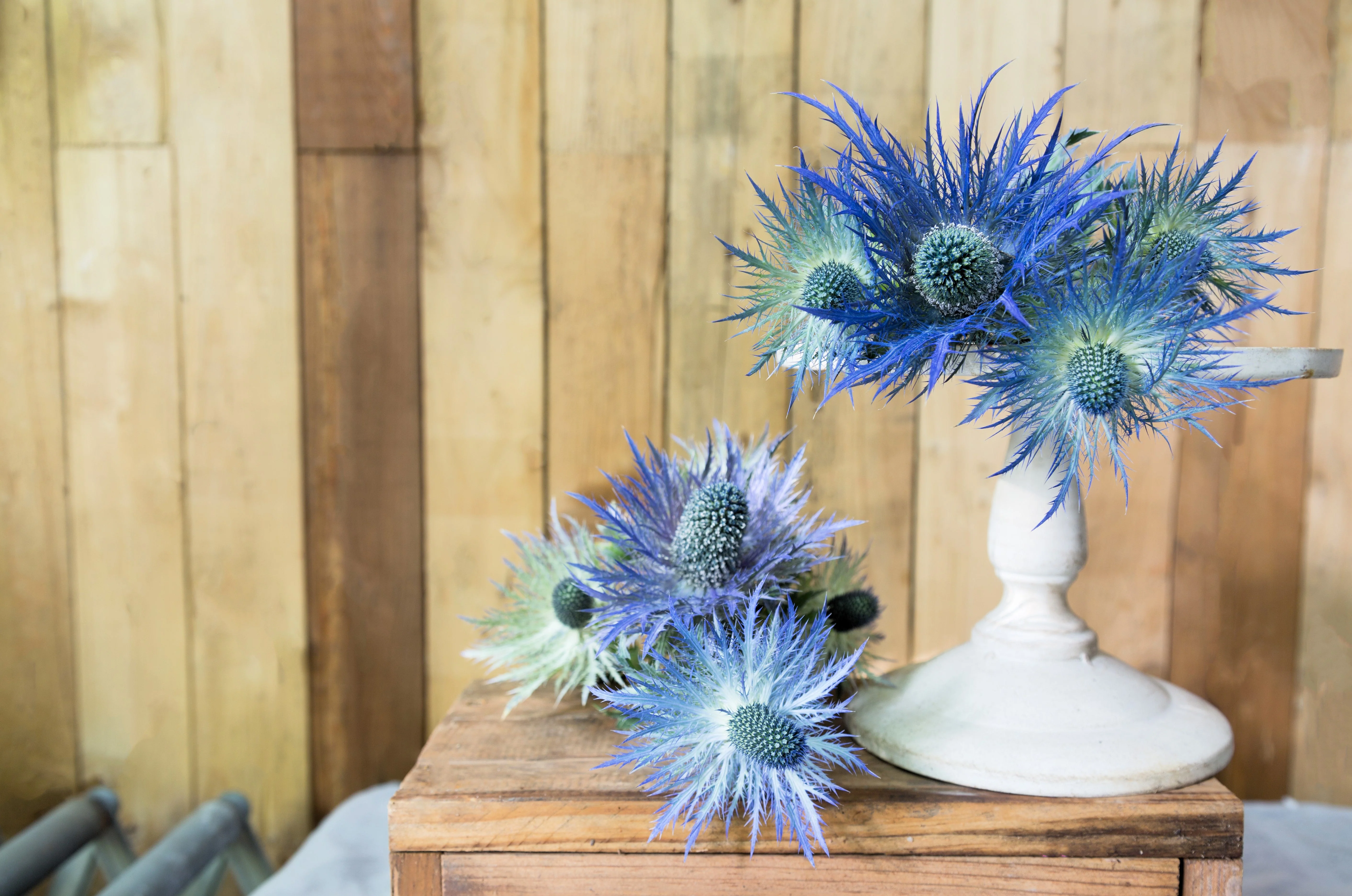 25 BLUE Star SEA HOLLY Eryngium Alpinum Flower Seeds - Image 12