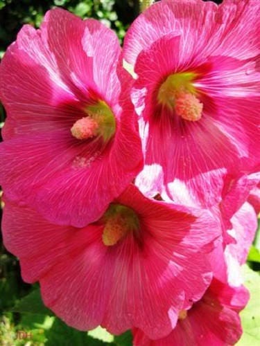 25 BRIGHT PINK HOLLYHOCK Alcea Rosea Flower Seeds Perennial - Image 2