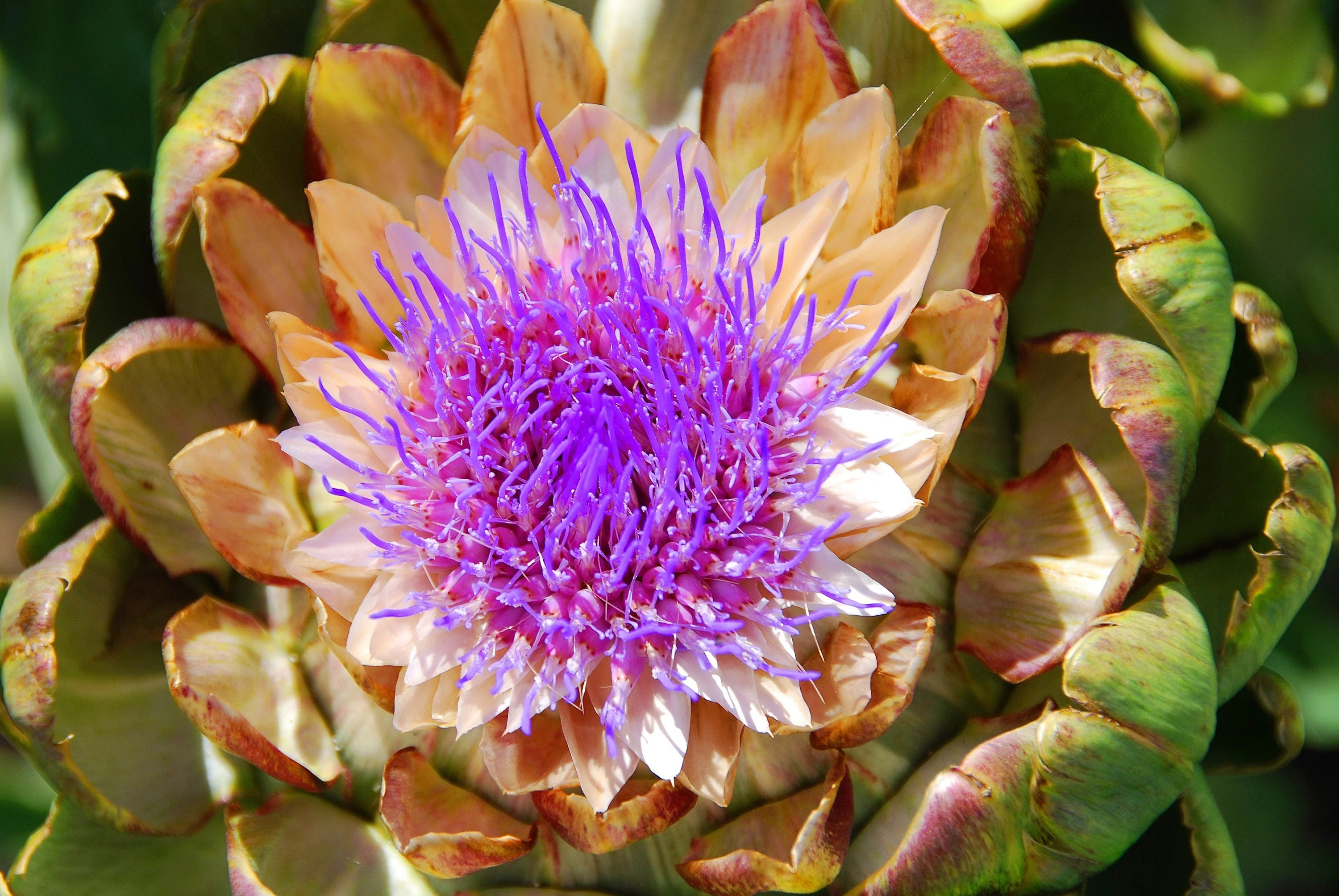 25 CARDOON Cynara Cardunculus aka Artichoke Thistle Perennial Edible Vegetable Seeds - Image 7