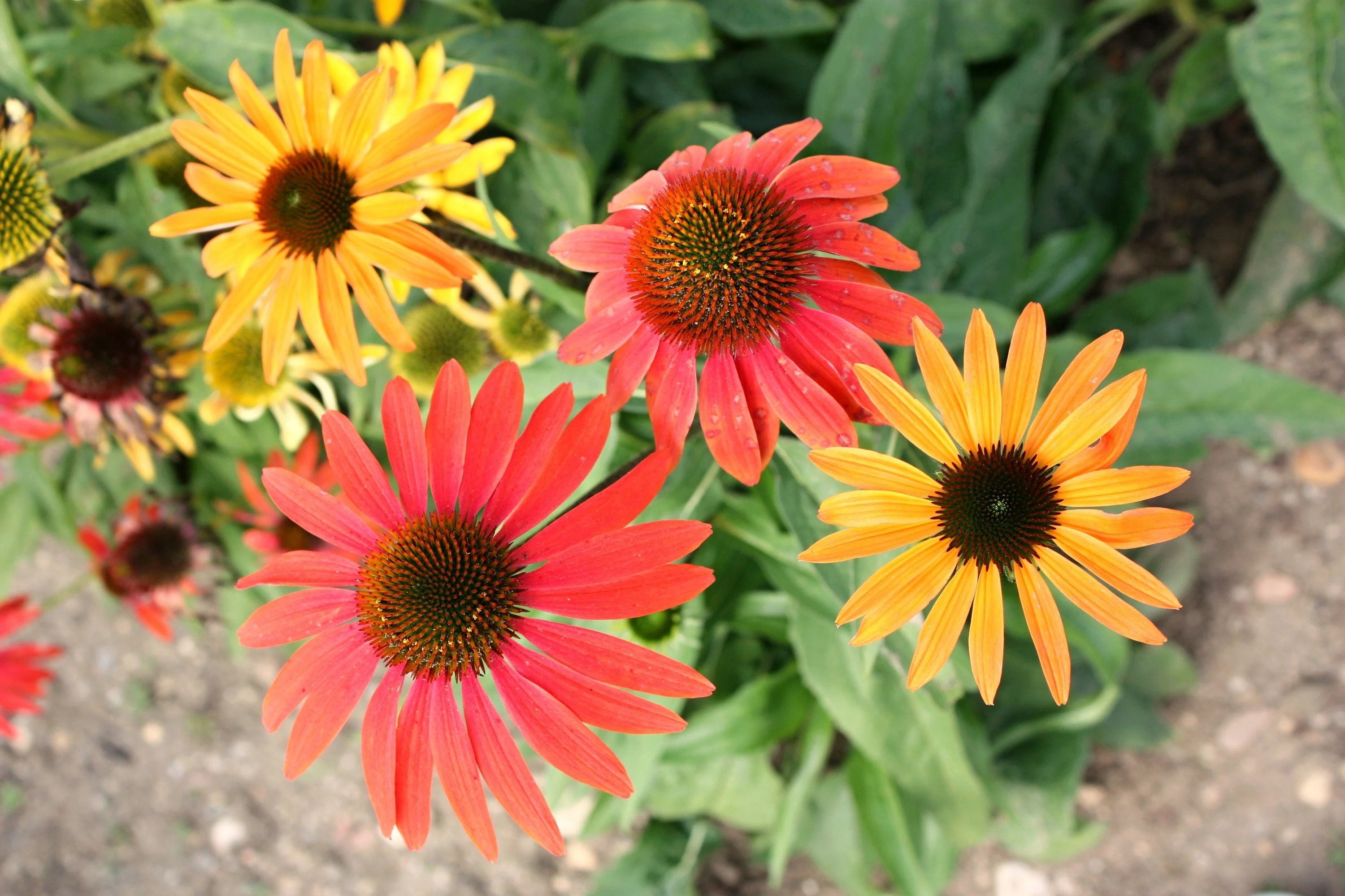 25 CHEYENNE SPIRIT CONEFLOWER Echinacea Orange Red Yellow Purple Pink White Herb Flower Seeds - Image 8