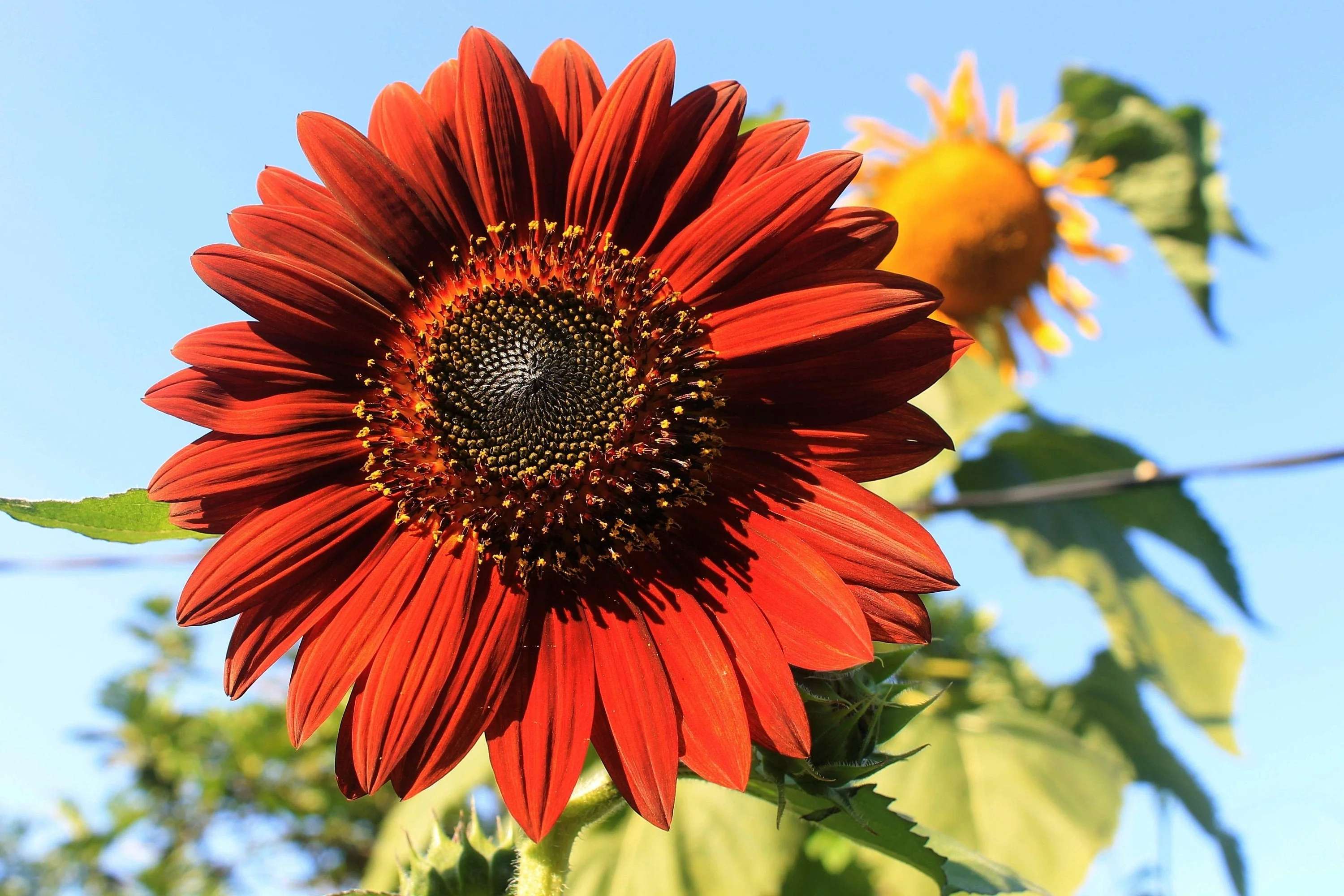 25 CHOCOLATE CHERRY SUNFLOWER Helianthus Annuus Red & Brown Flower Seeds - Image 3