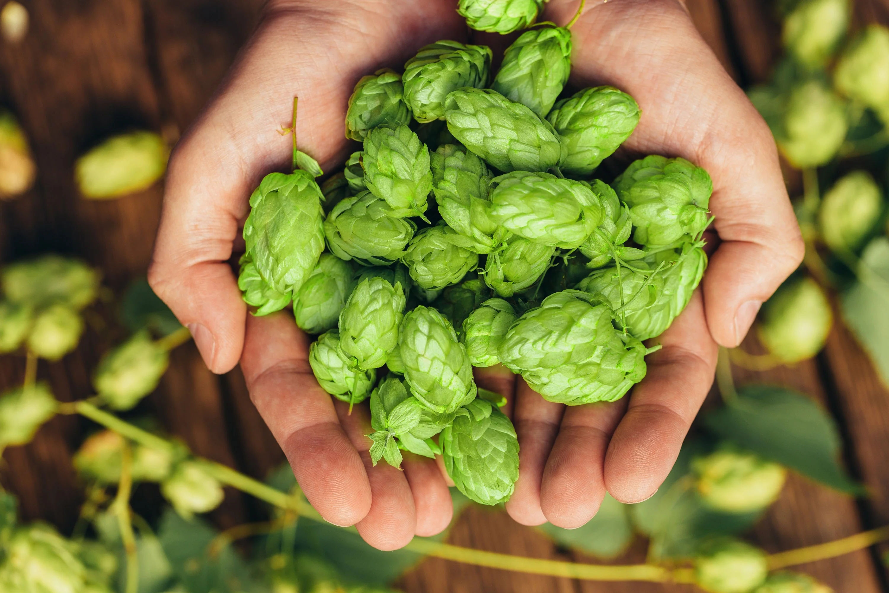 25 COMMON HOPS European Humulus Lupulus Vine Seeds Beer Making Ingredient Seeds - Image 2